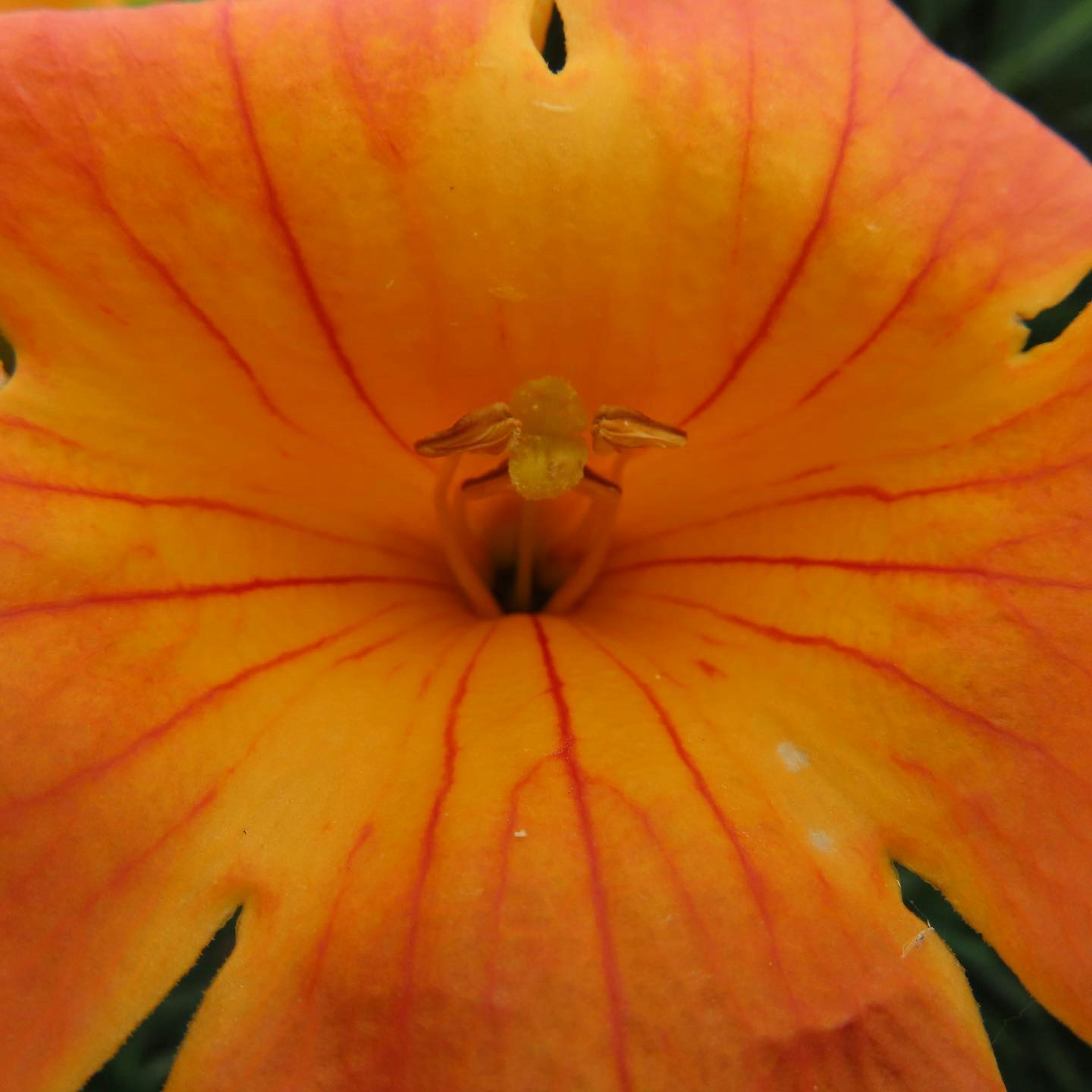 Primo piano di un fiore arancione con un piccolo insetto al centro