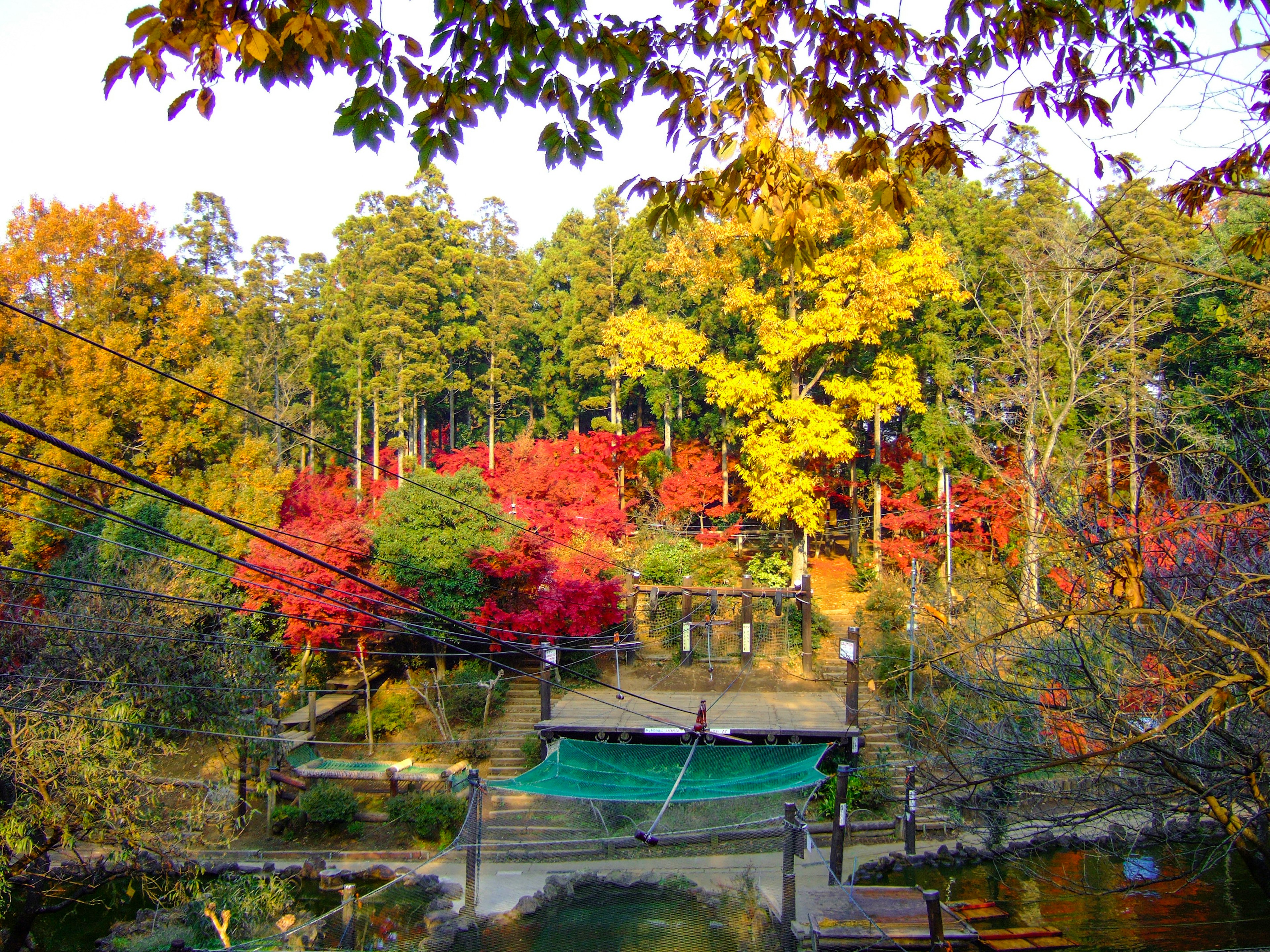 Paysage d'automne pittoresque montrant un feuillage vibrant dans un parc