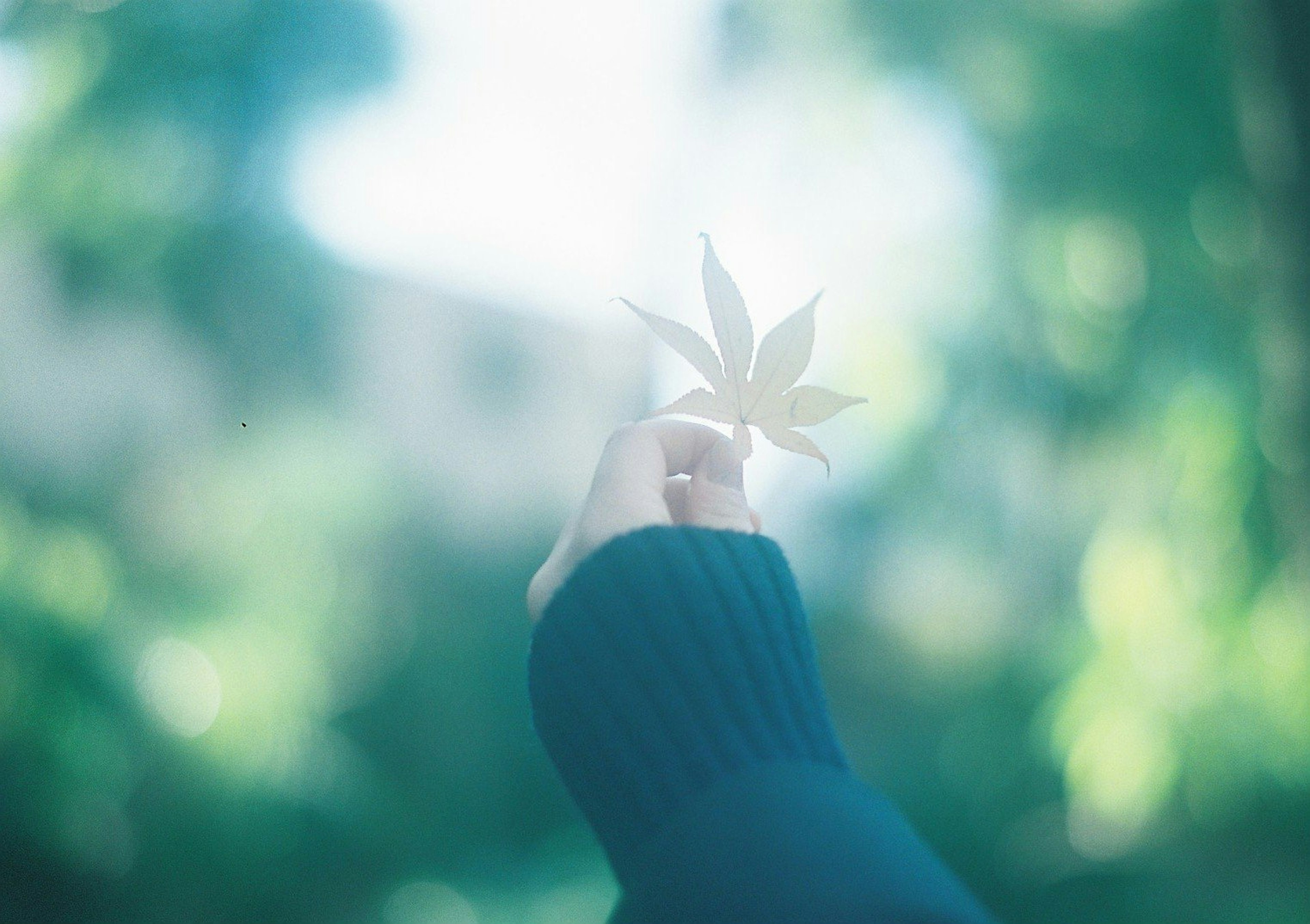 Eine Hand hält ein weißes Blatt vor einem verschwommenen grünen Hintergrund