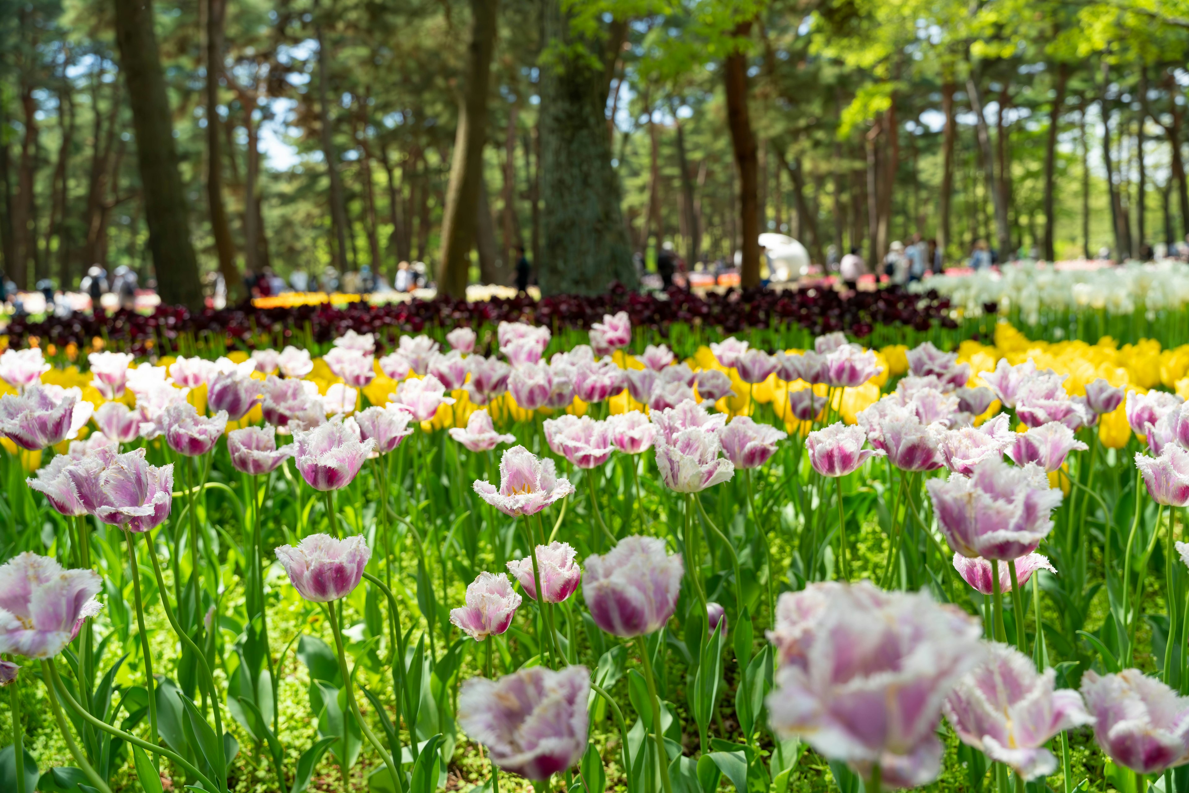 Un hermoso jardín de flores con tulipanes coloridos en plena floración