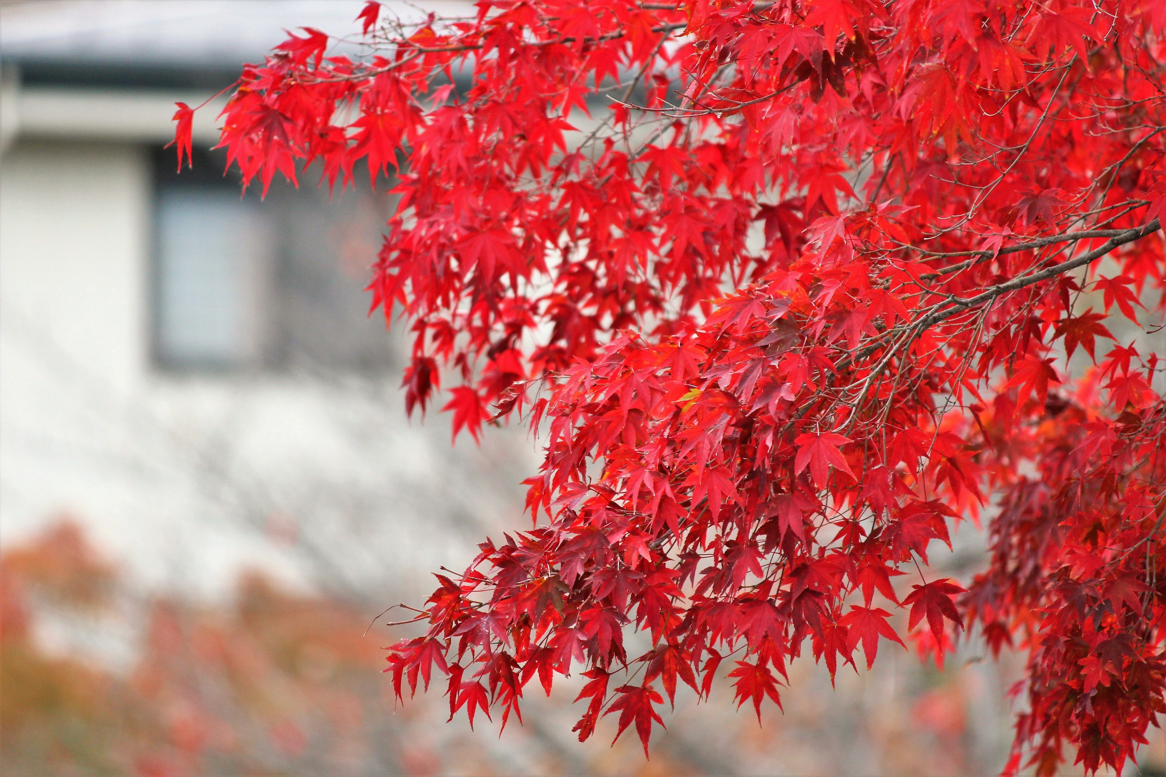 赤い紅葉の葉が印象的な風景