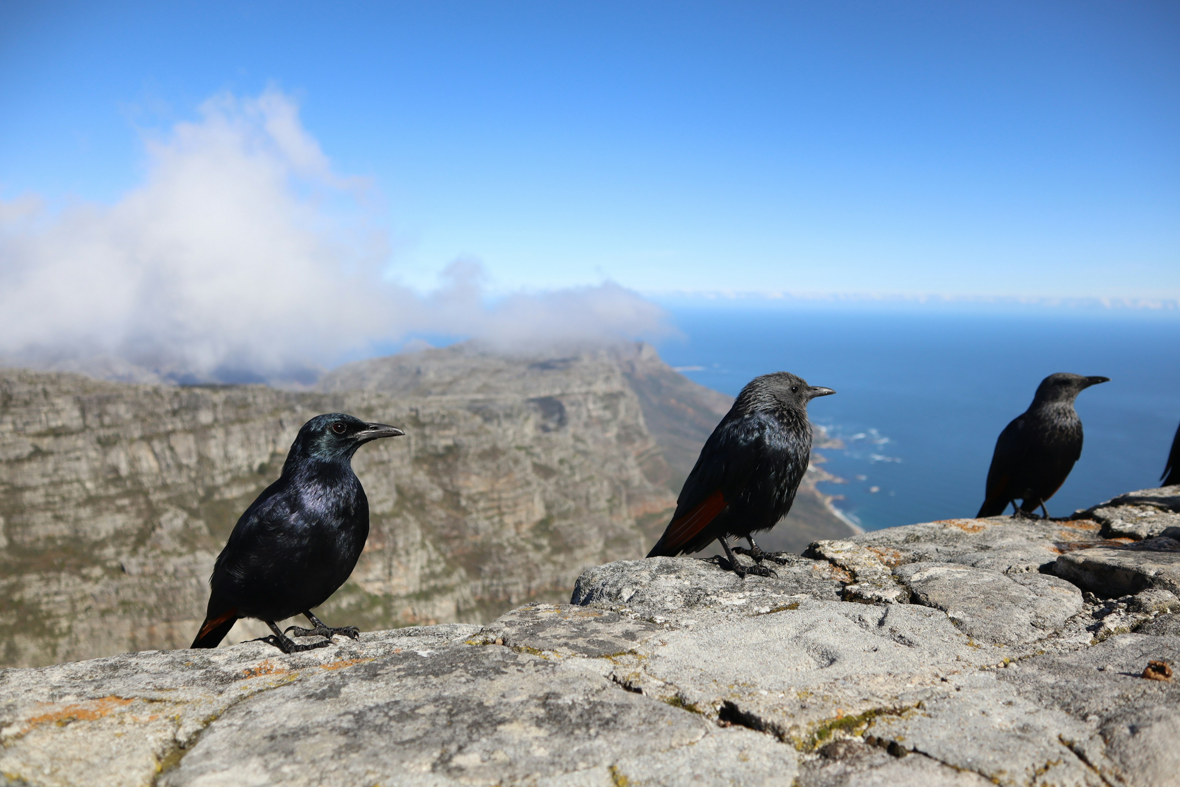 Tres aves posadas sobre una roca con vista a un paisaje pintoresco