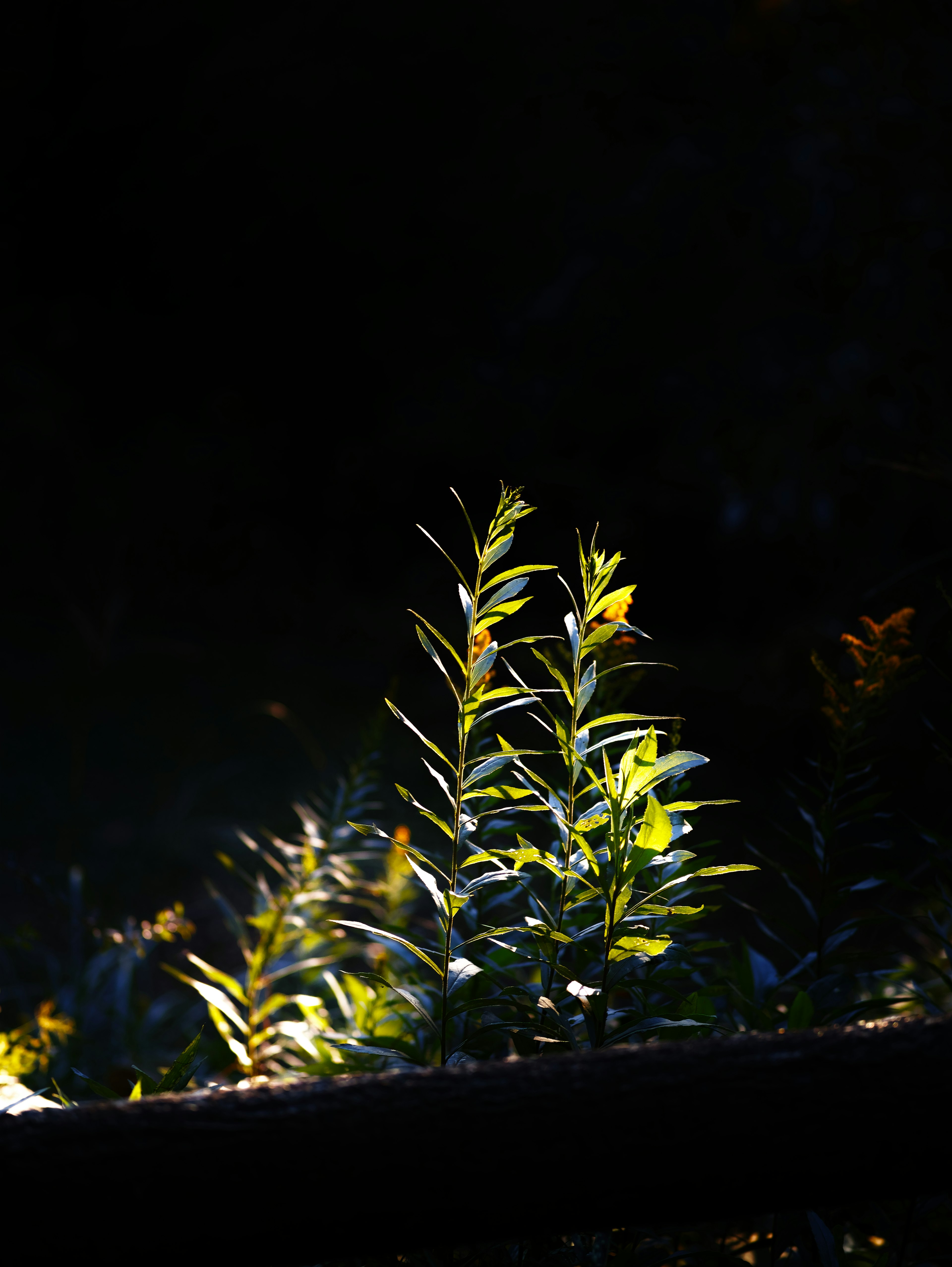 暗い背景の中で輝く緑の植物