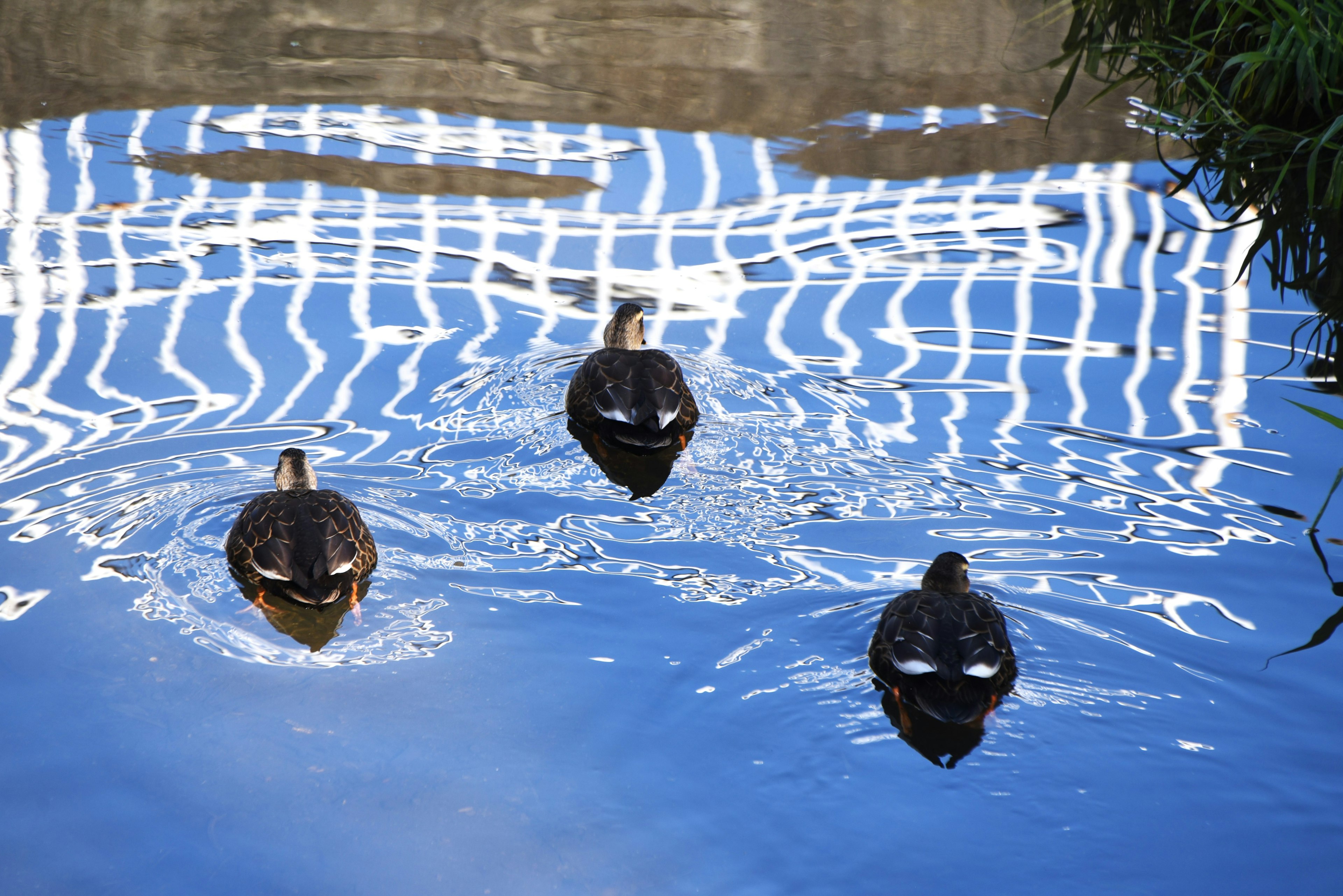 Three ducks swimming on the water with light reflections