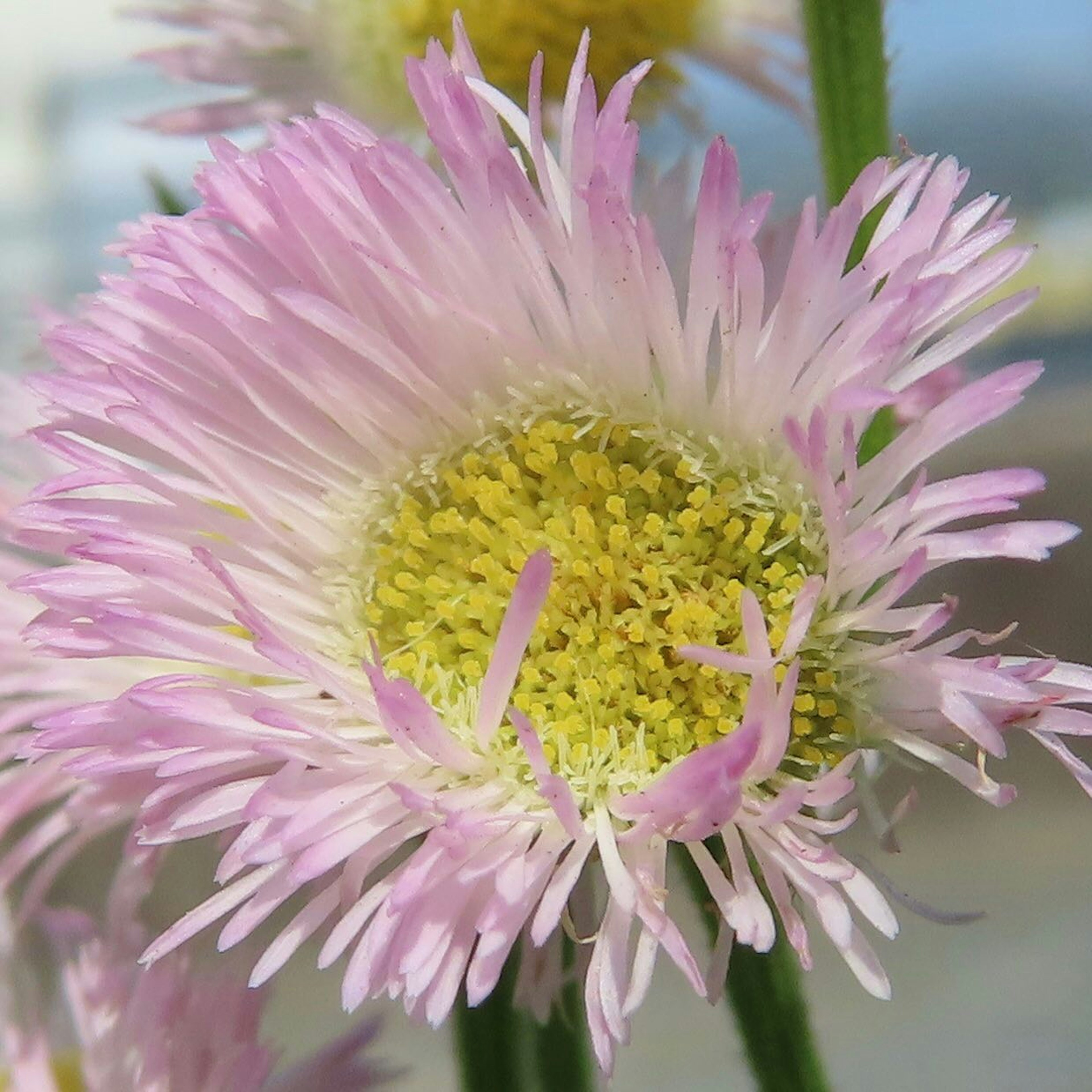 Nahaufnahme einer Blume mit blassen rosa Blütenblättern und einem gelben Zentrum