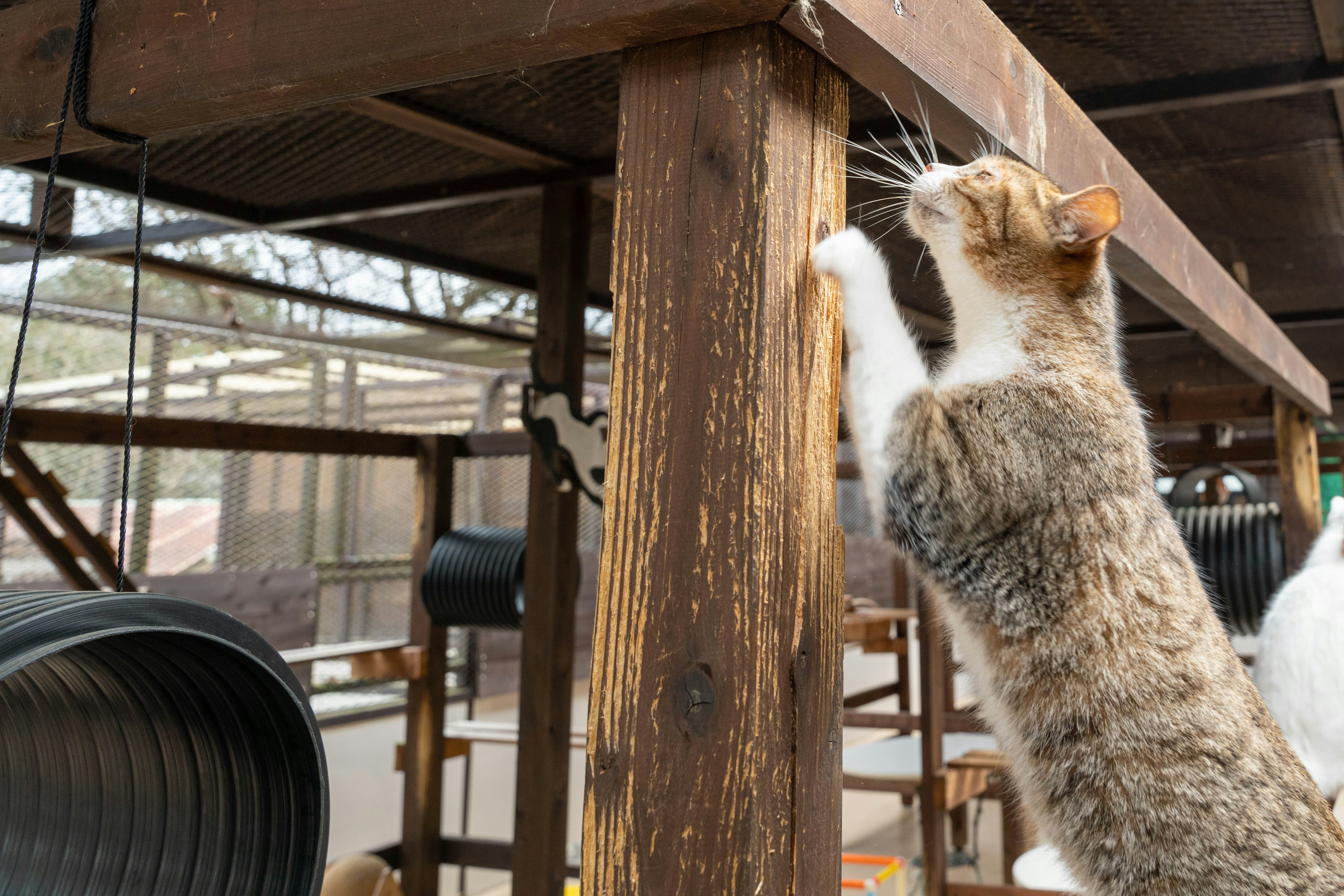 Seekor kucing memanjat tiang kayu di lingkungan pedesaan