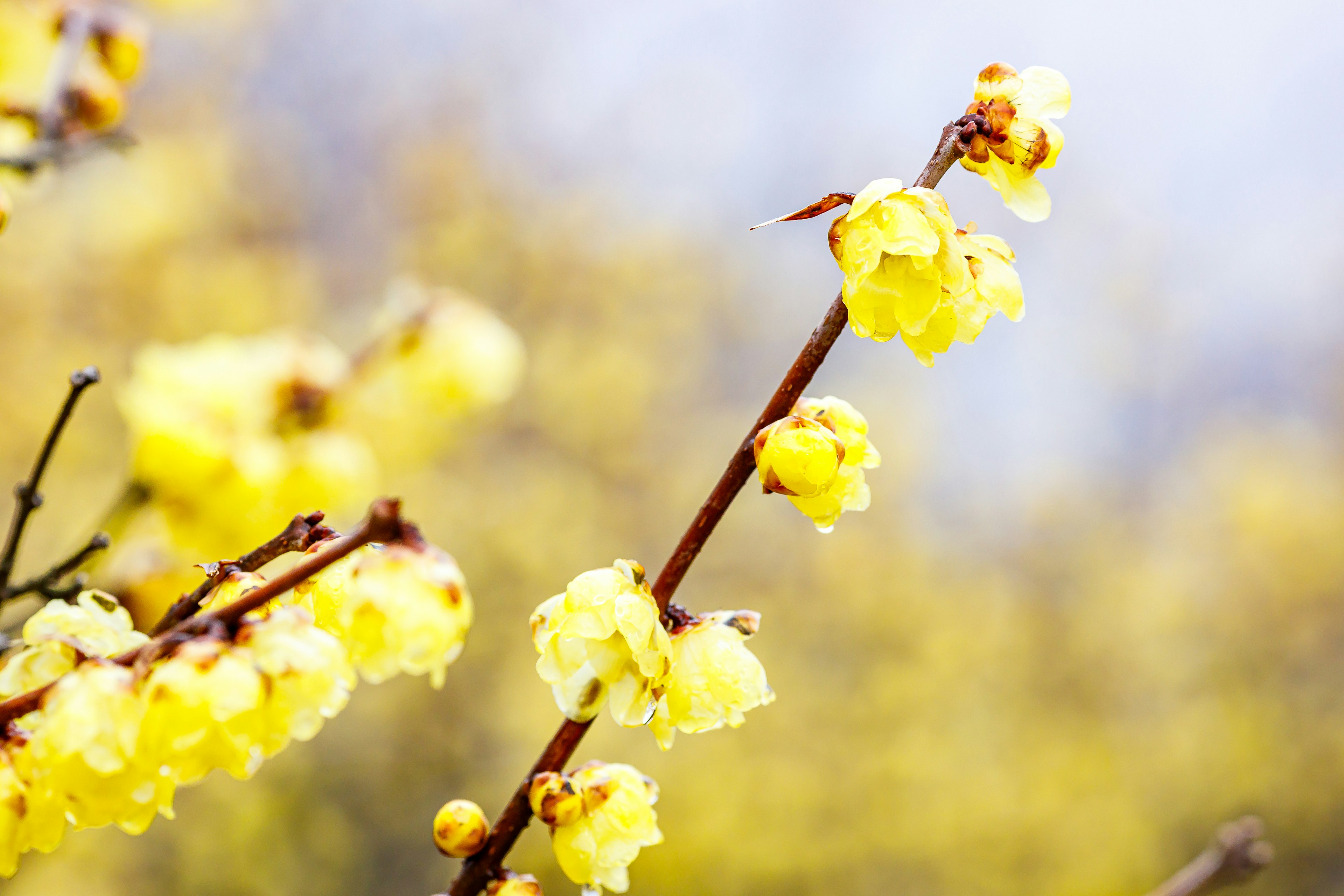 Gros plan de branches avec des fleurs jaunes arrière-plan flou