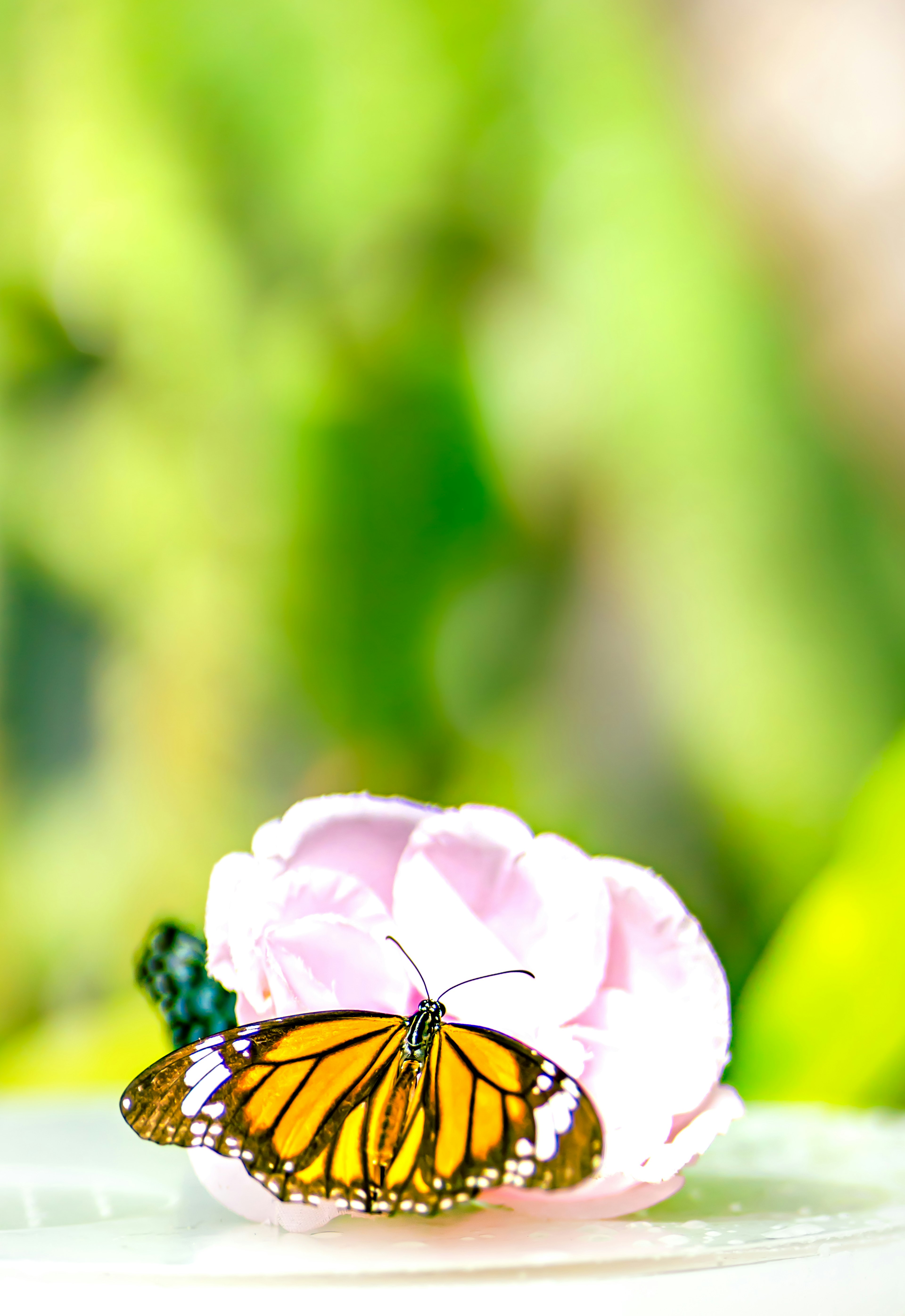 Una mariposa naranja vibrante posada sobre una flor rosa con un fondo verde borroso