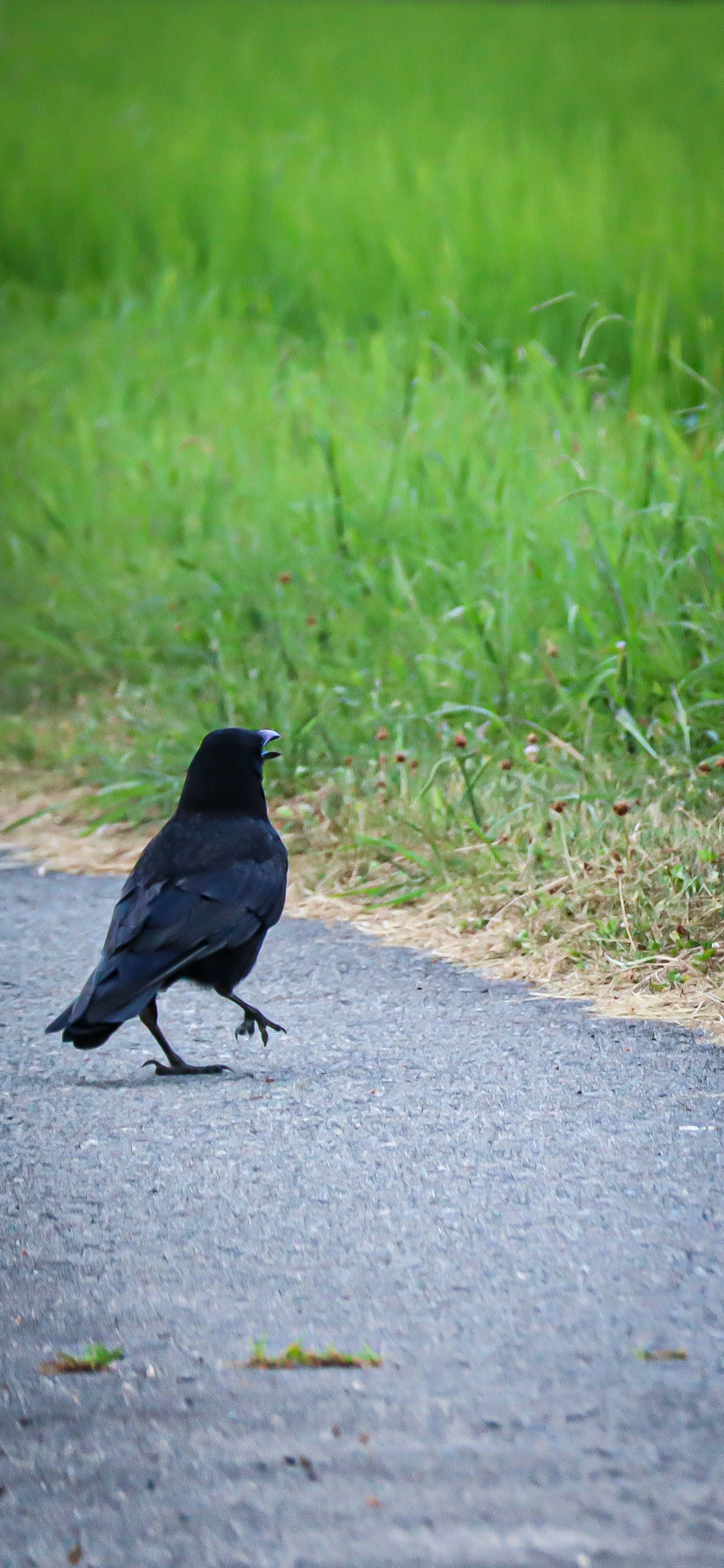 Un corvo nero che cammina sulla strada con uno sfondo verde