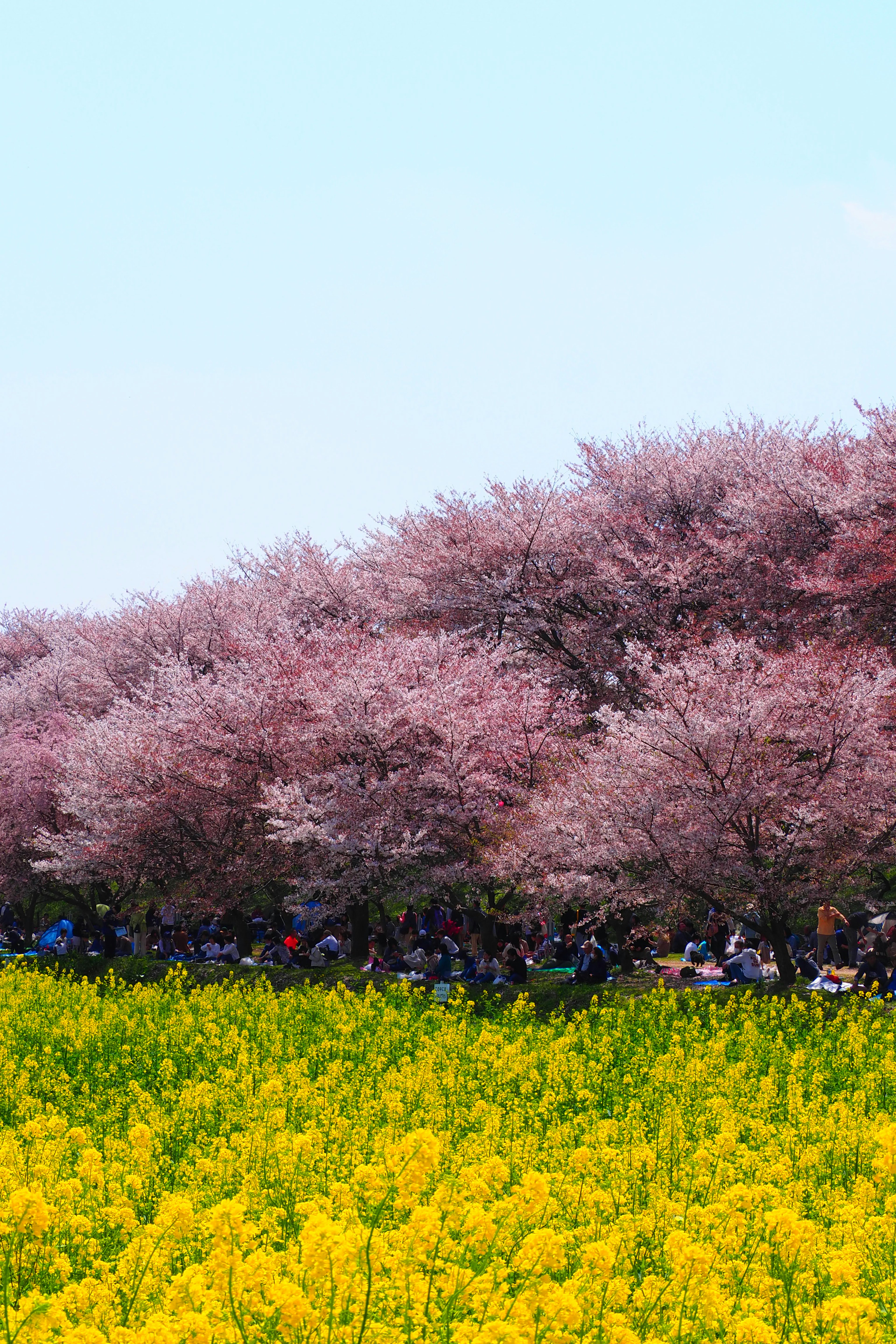 Pohon sakura berbunga merah muda dan ladang bunga rapeseed kuning