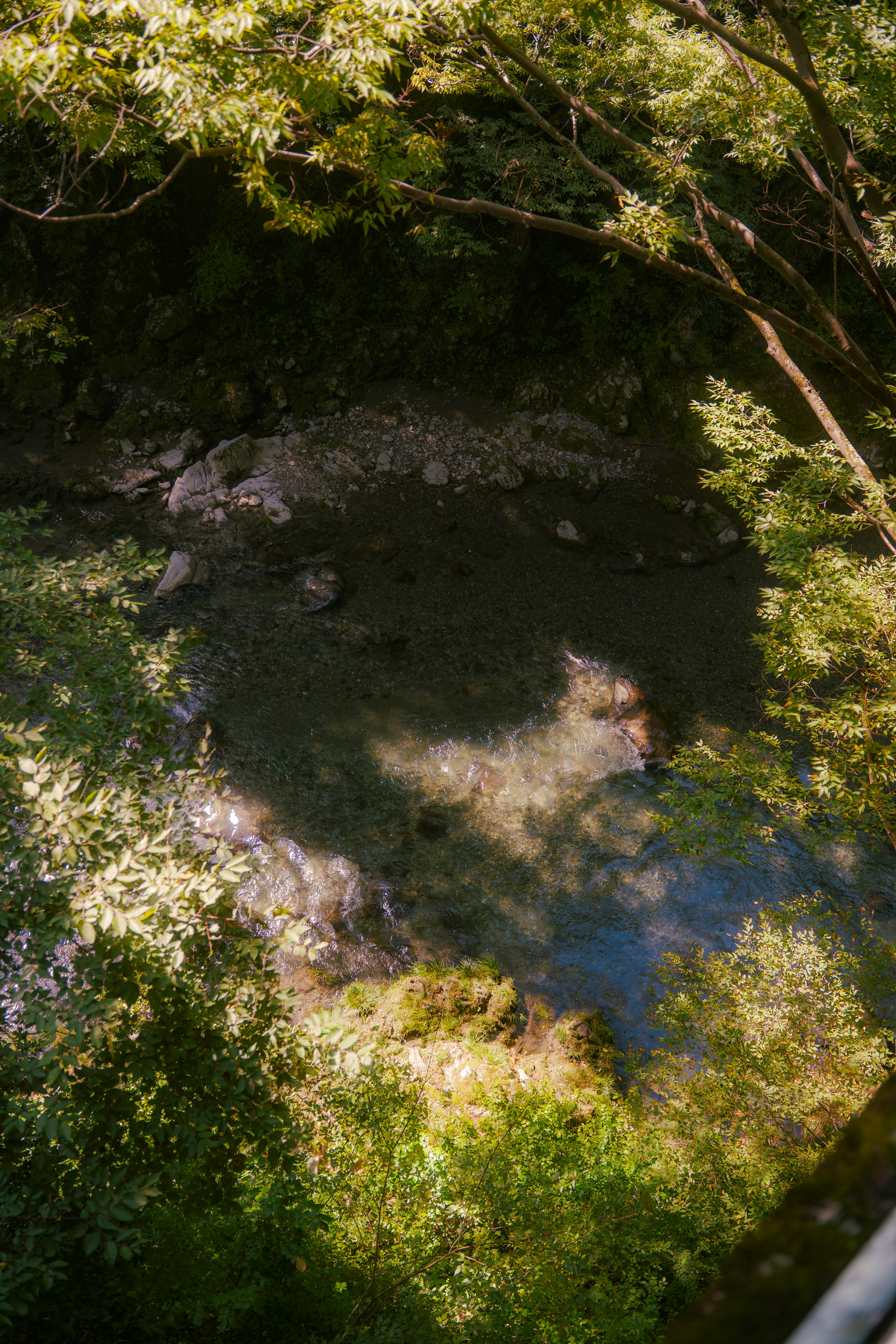 Serene view of a stream surrounded by lush green trees