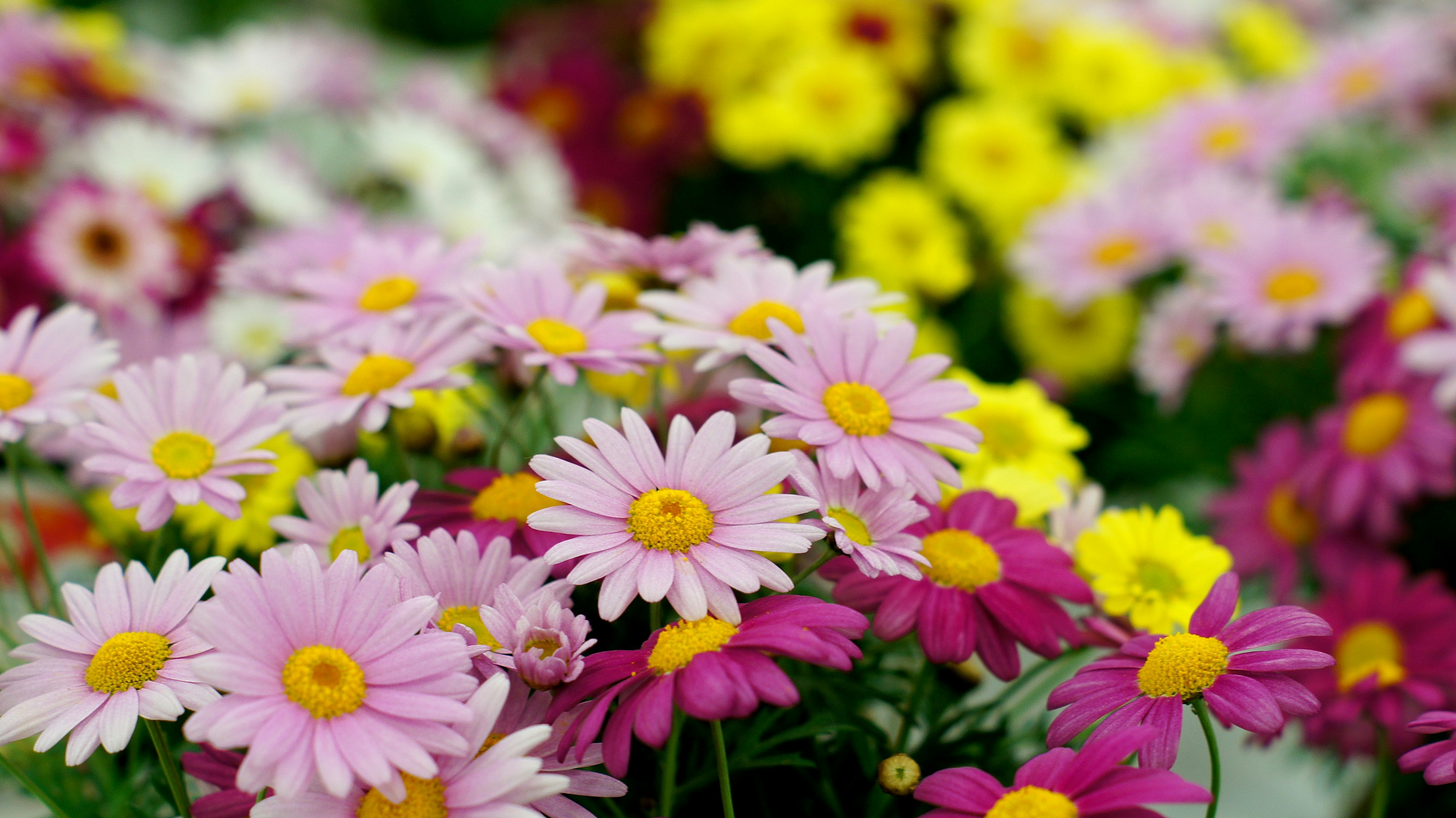 Primer plano de un jardín lleno de flores coloridas