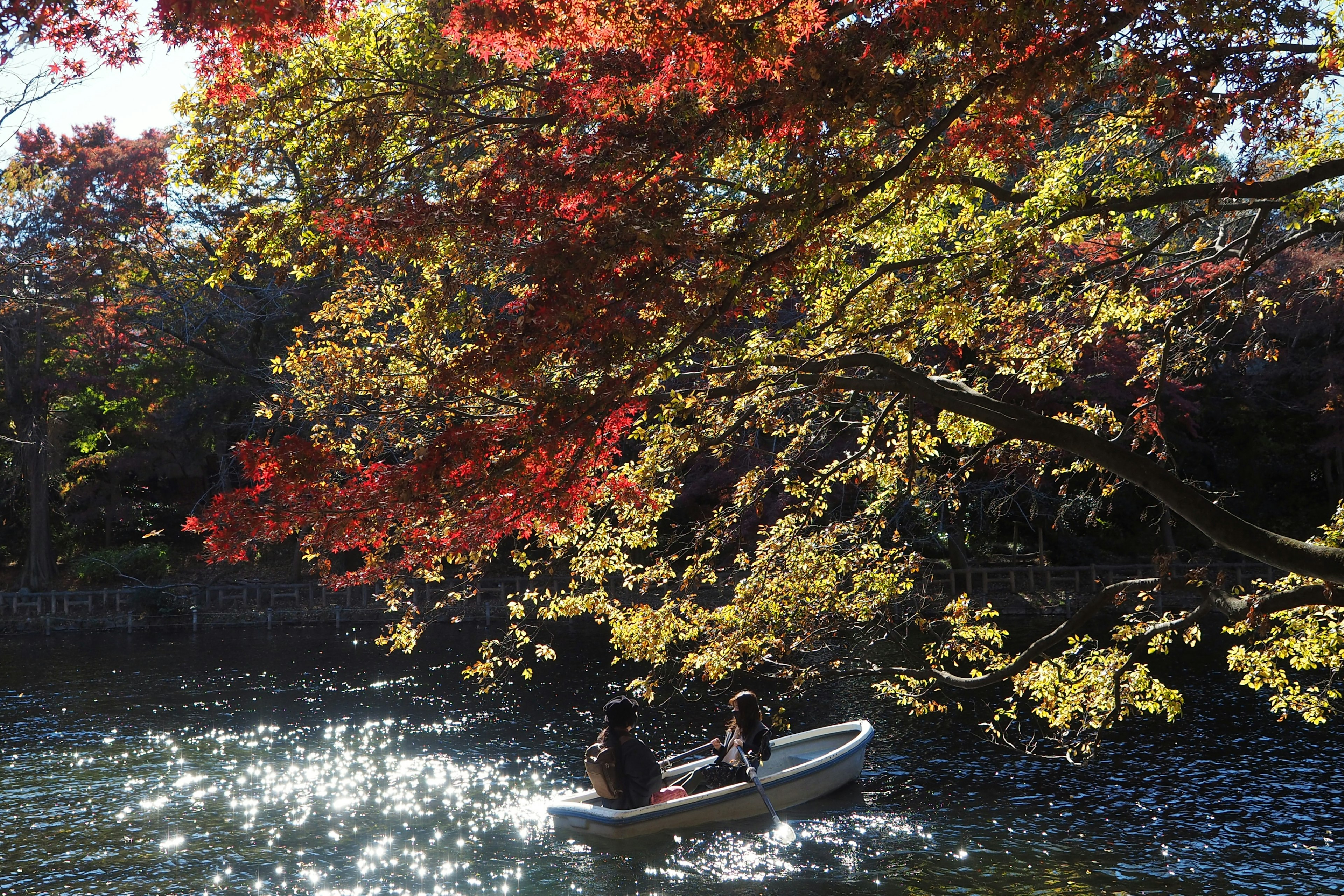 秋の紅葉が美しい川でボートに乗る二人の風景