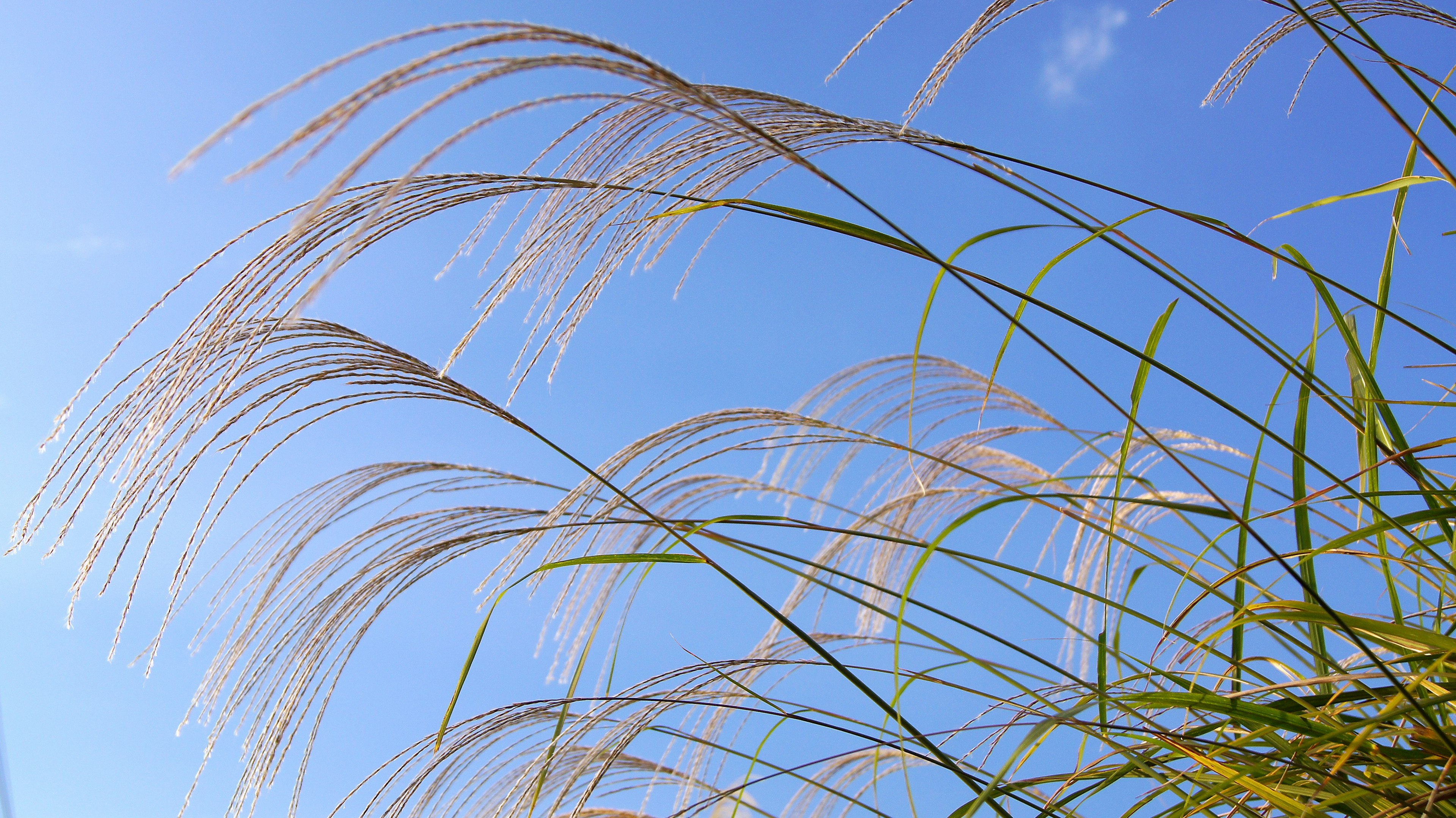 Cluster of grass with feathery spikes against a blue sky