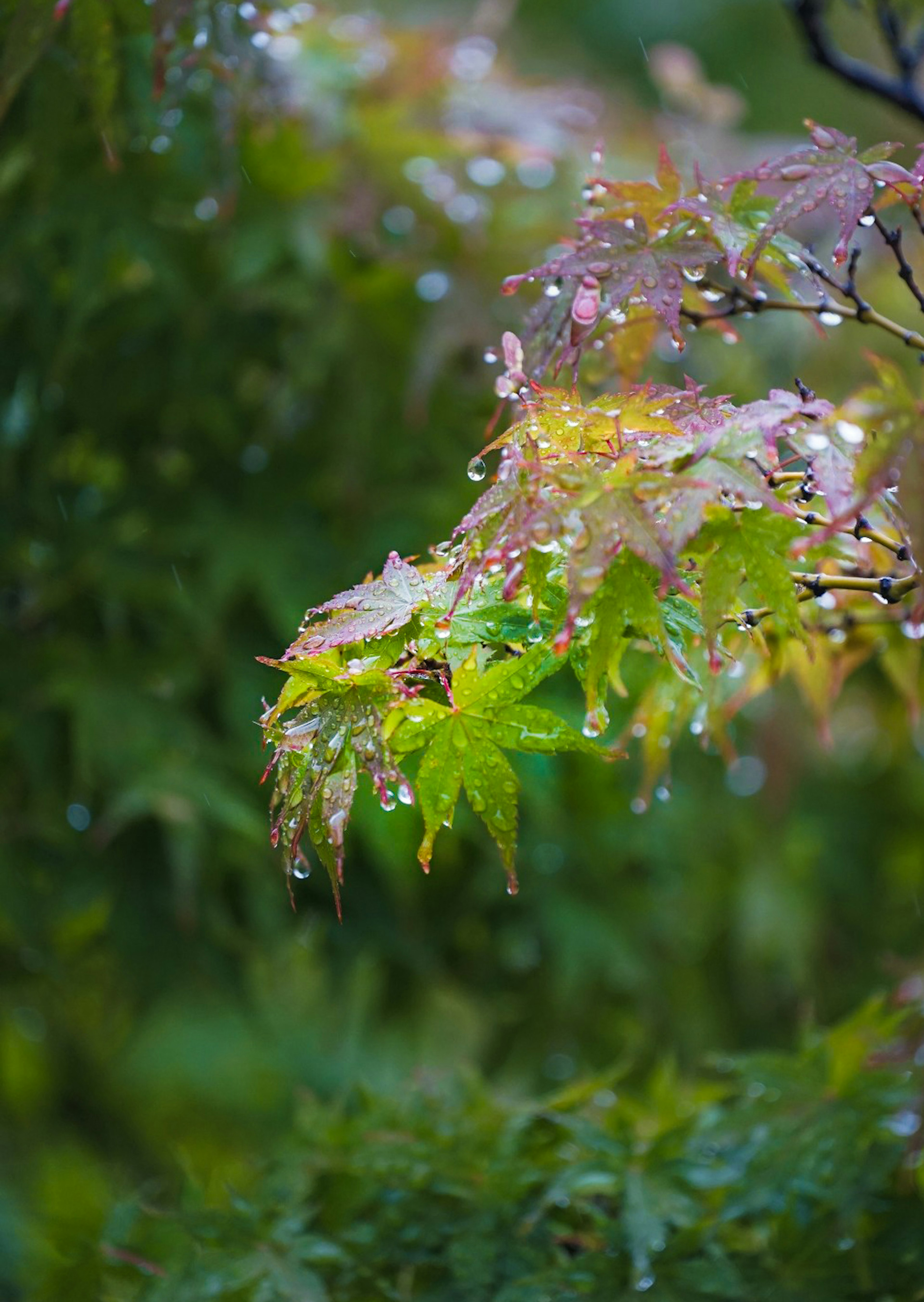 雨に濡れたカエデの葉が緑の背景に映える