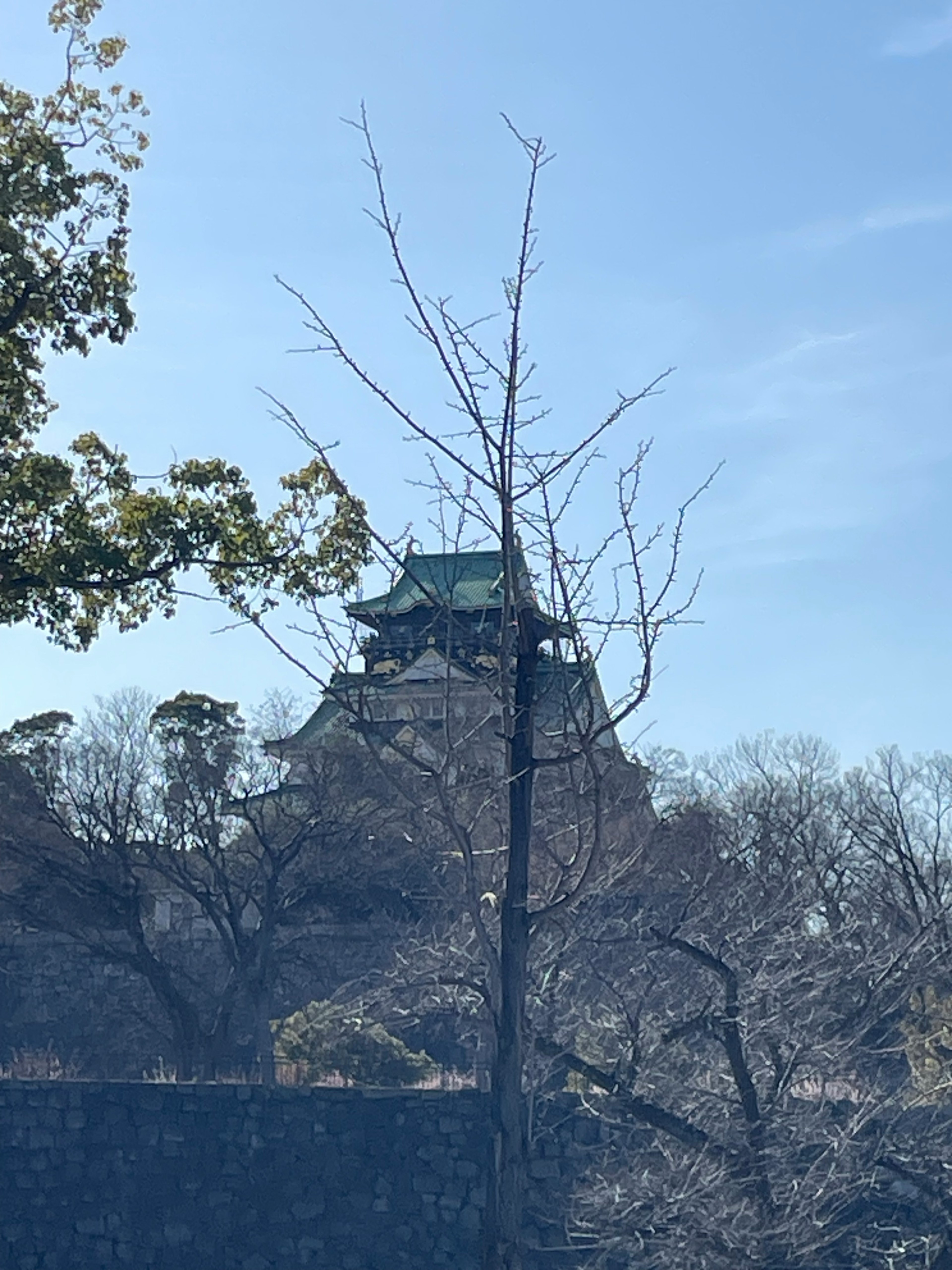 大阪城の背景にある枯れ木と青空