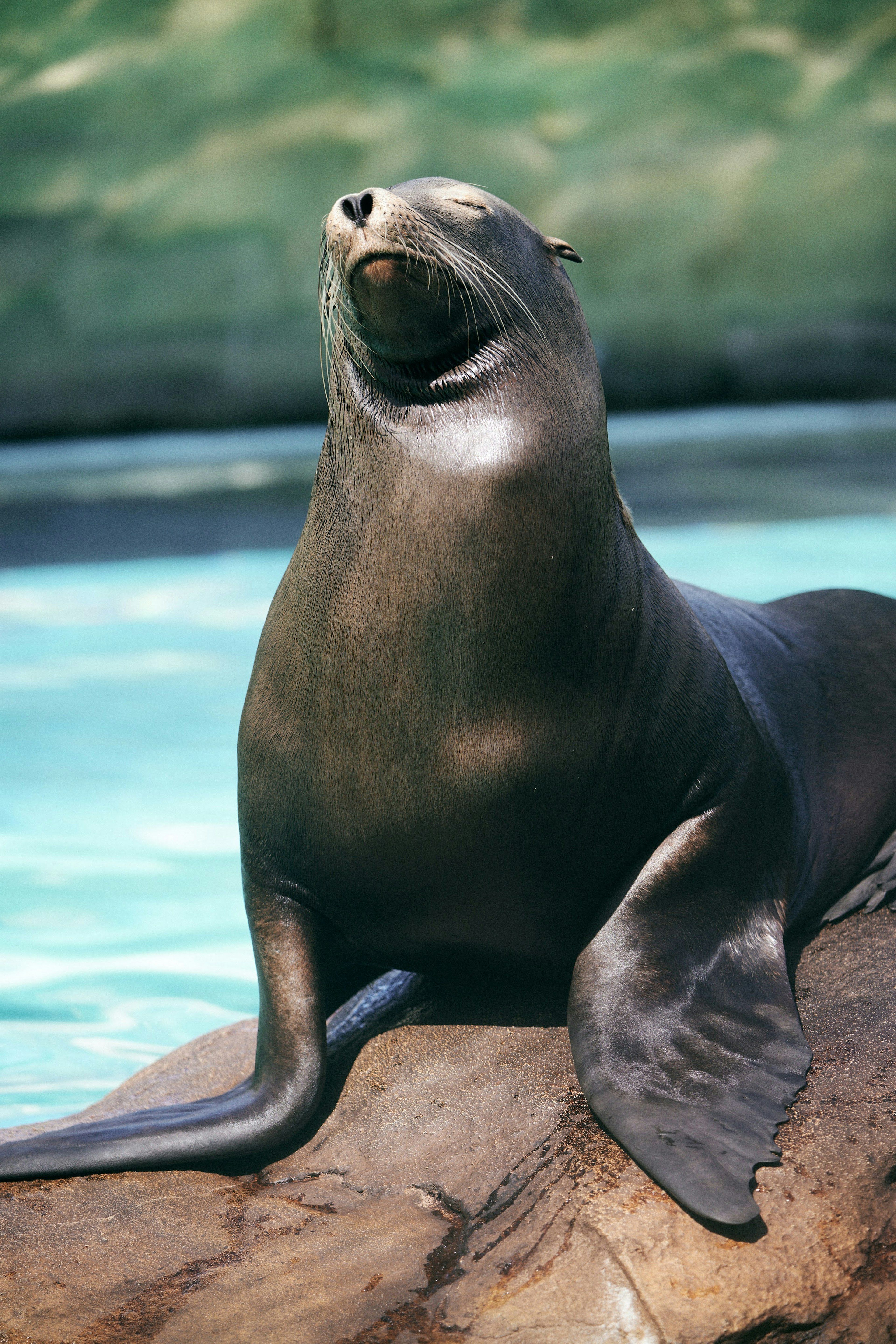 Un león marino relajándose junto al agua