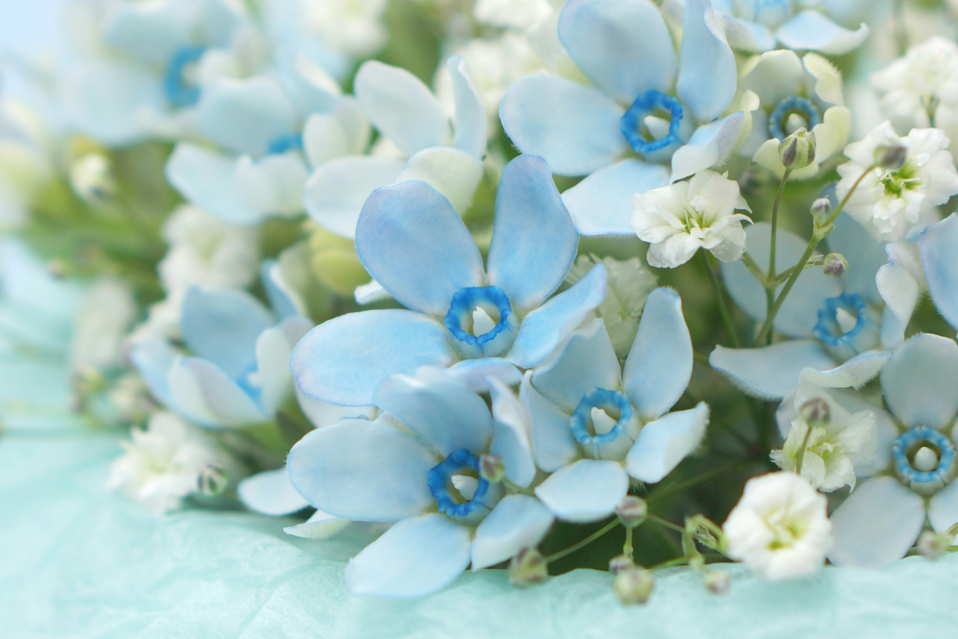 A beautiful bouquet of blue and white flowers