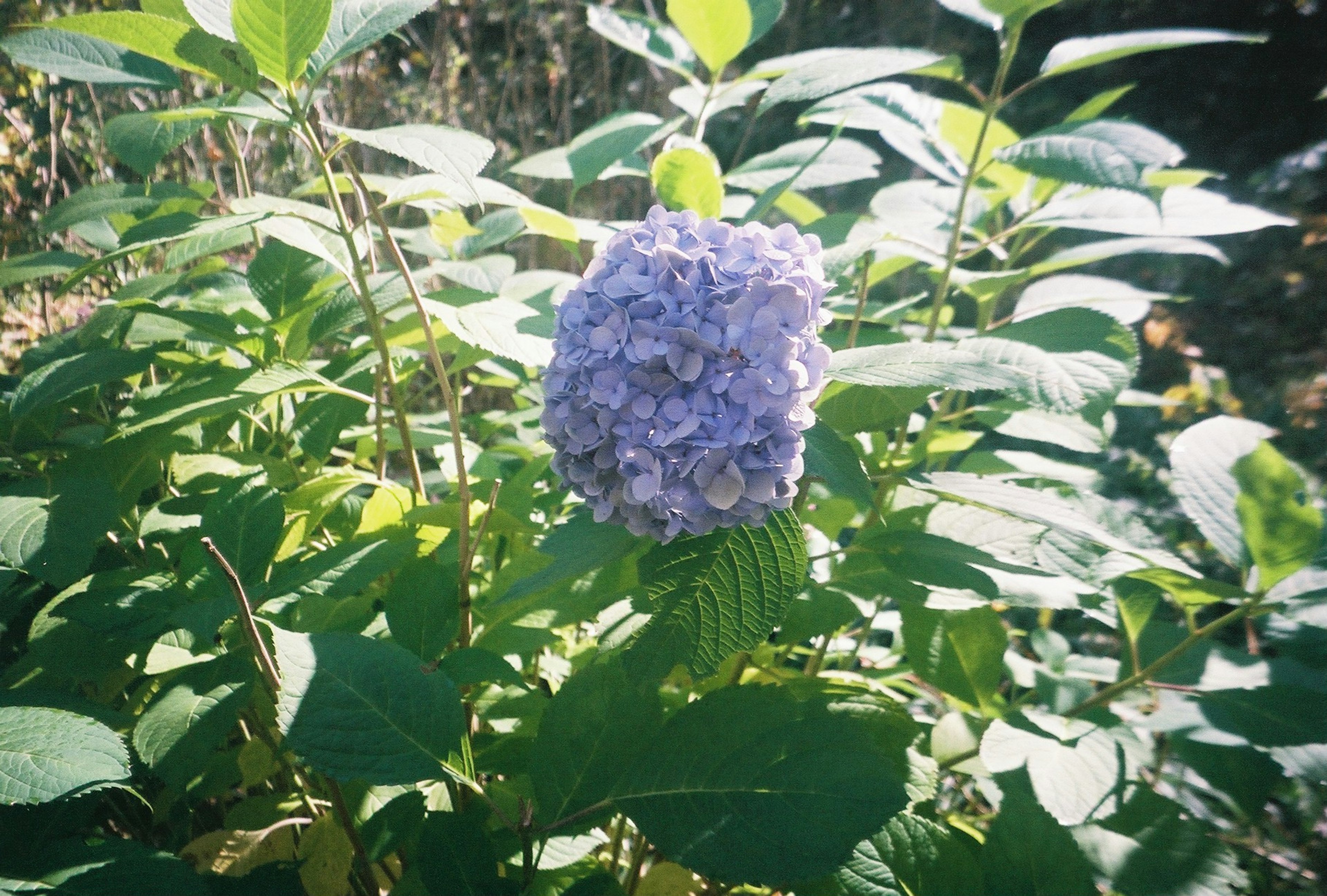 초록 잎으로 둘러싸인 보라색 꽃 송이