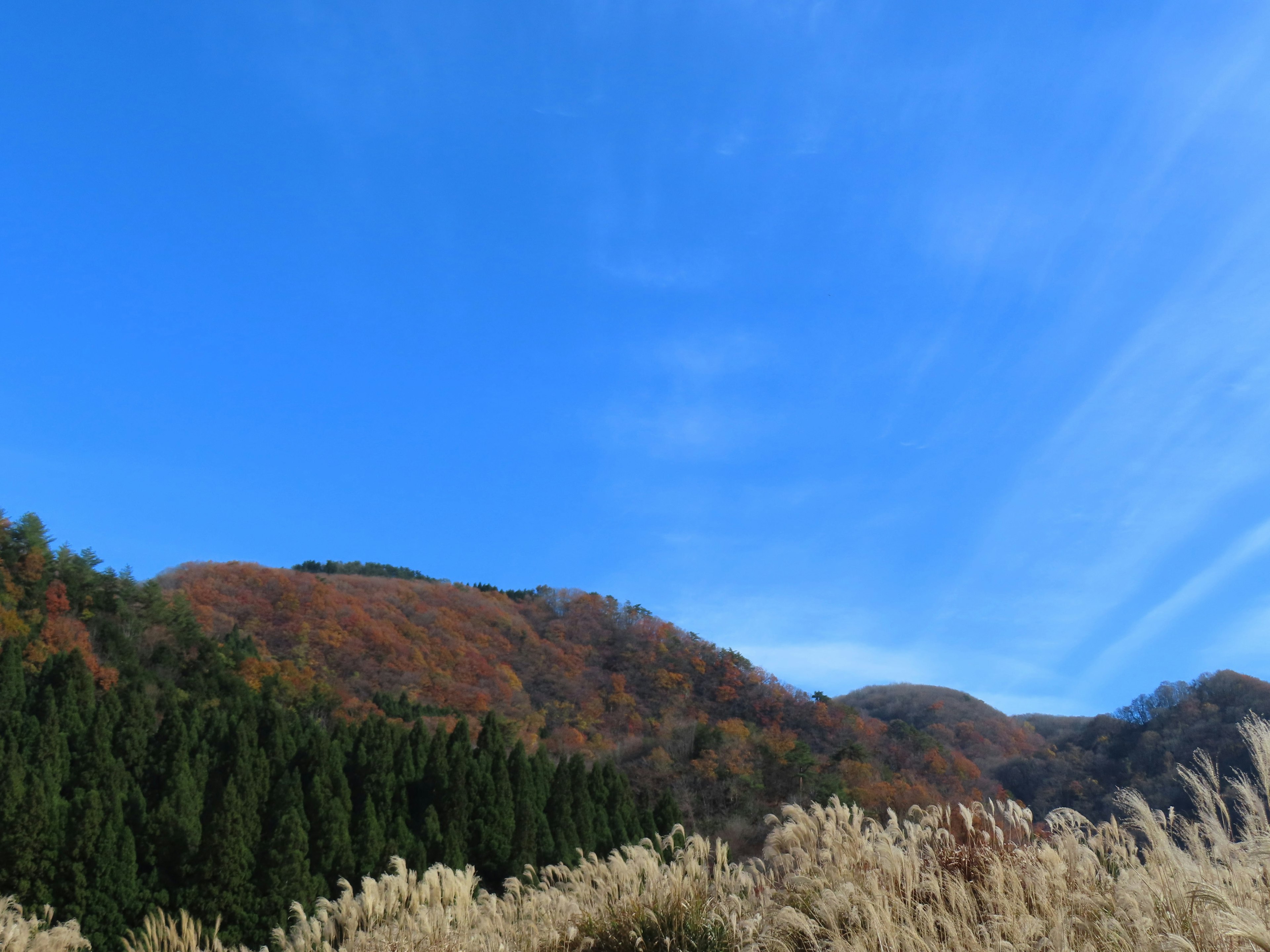 蓝天和秋叶山的风景，前景有芒草