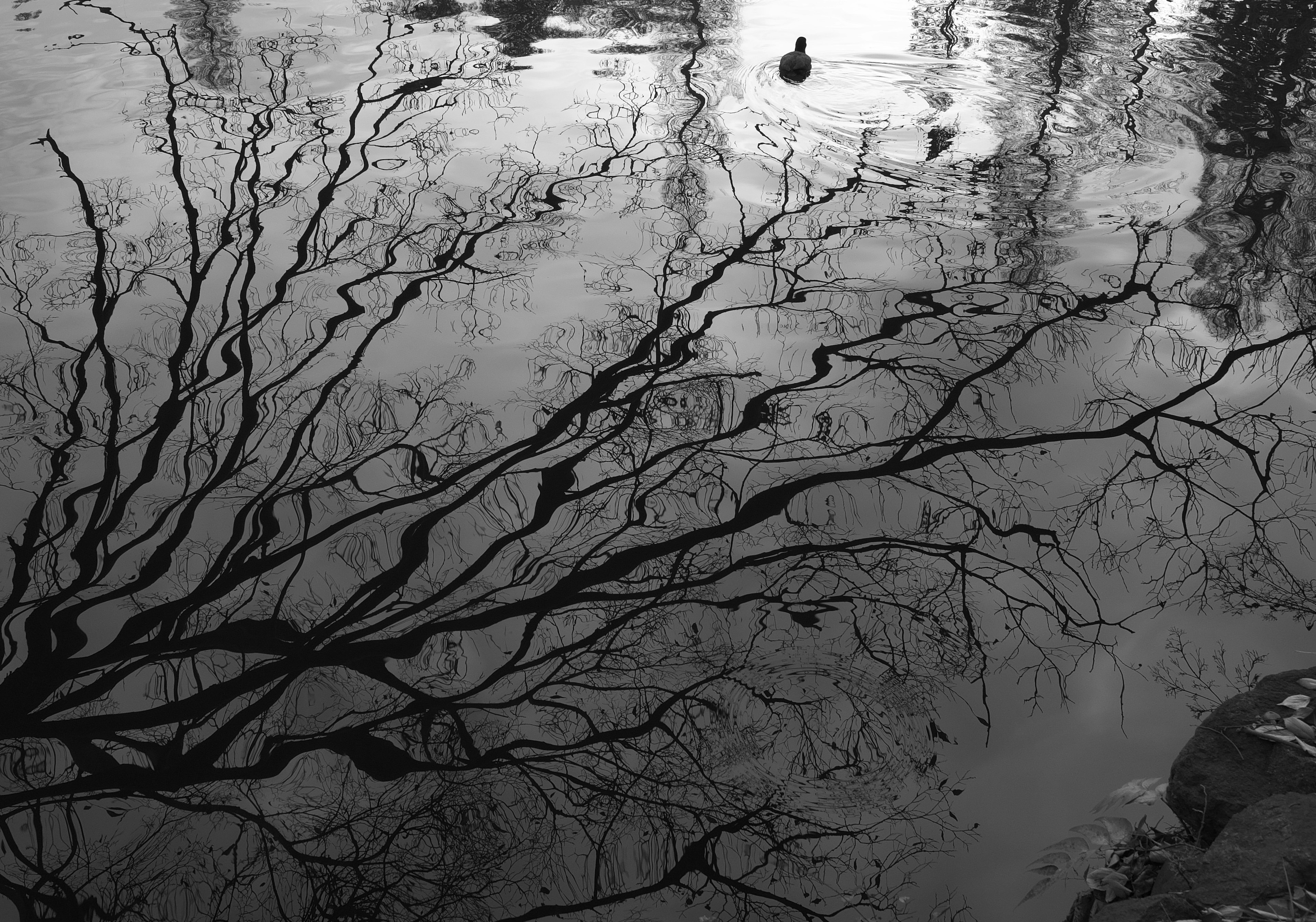 Tree branches reflected on water surface with a black duck