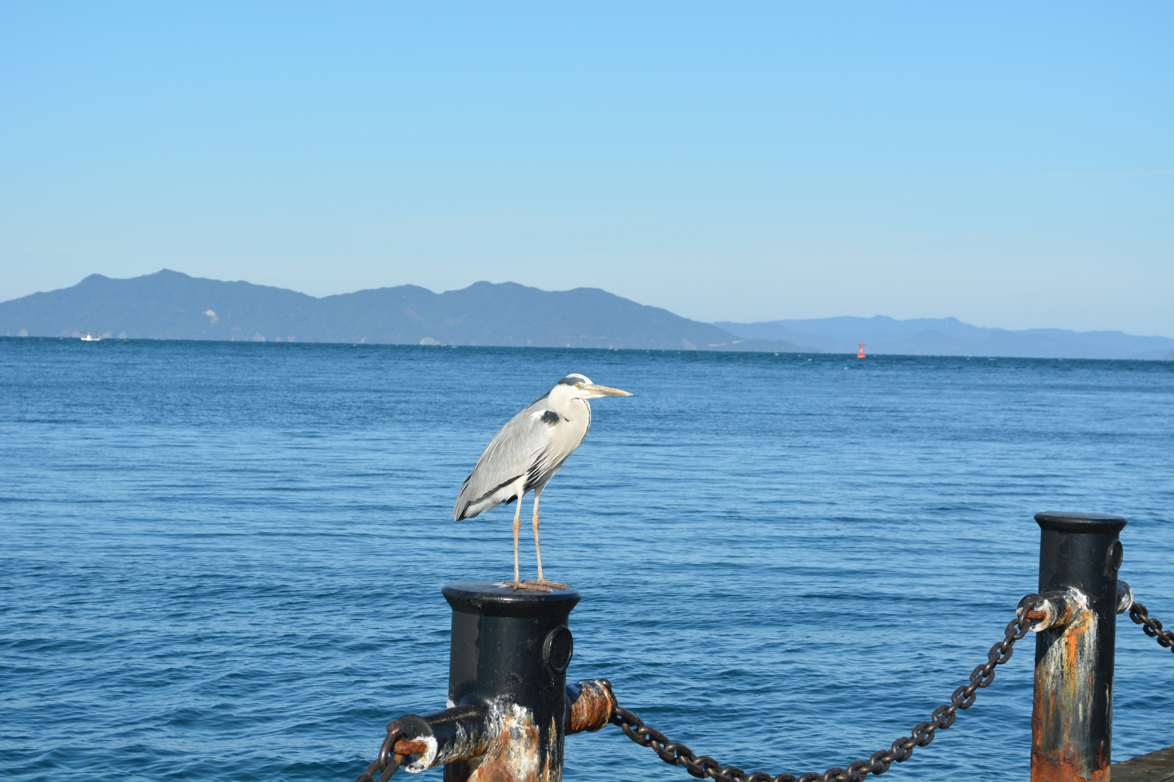 Un airone in piedi su un palo vicino al mare blu