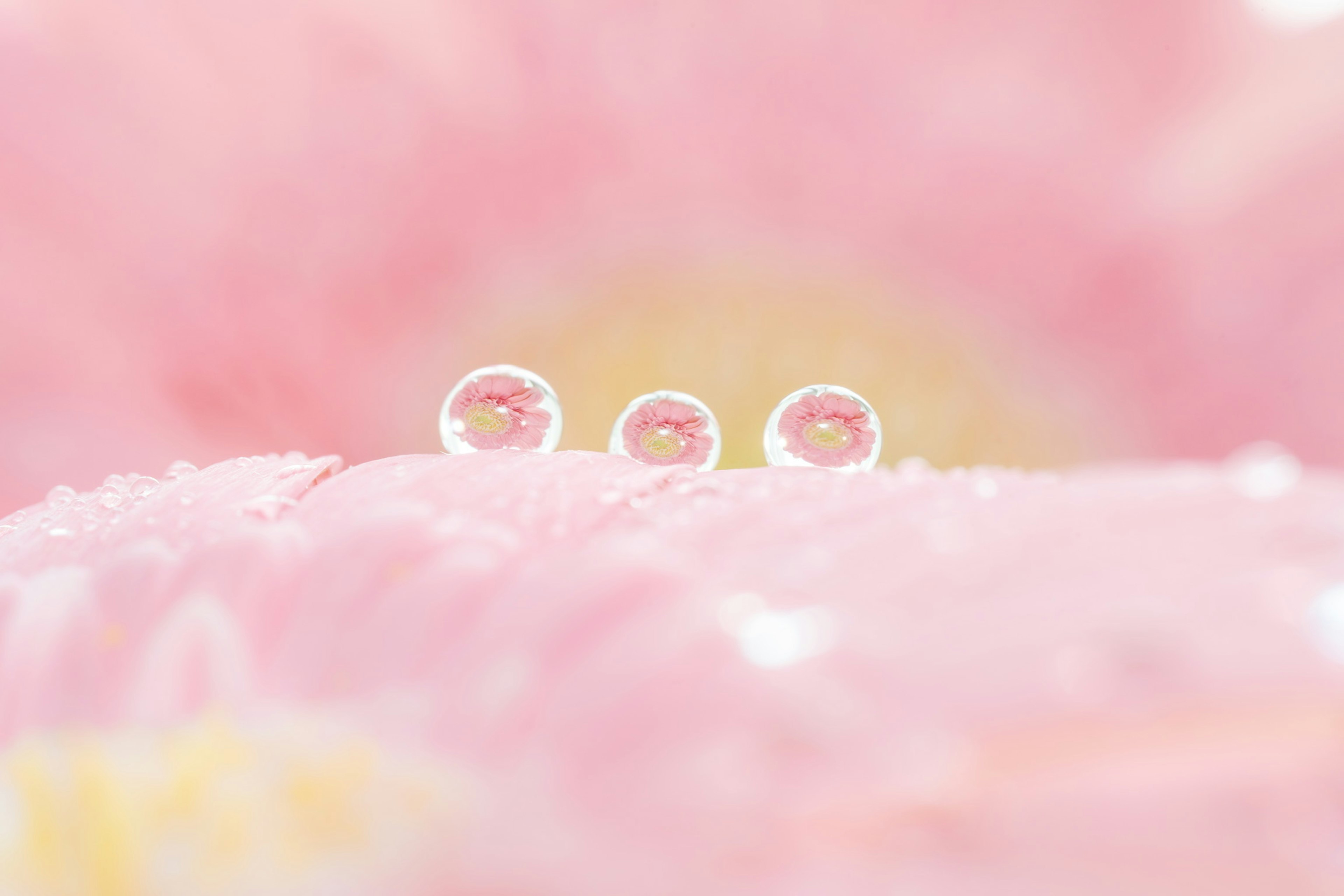 Three water droplets on a pink flower petal