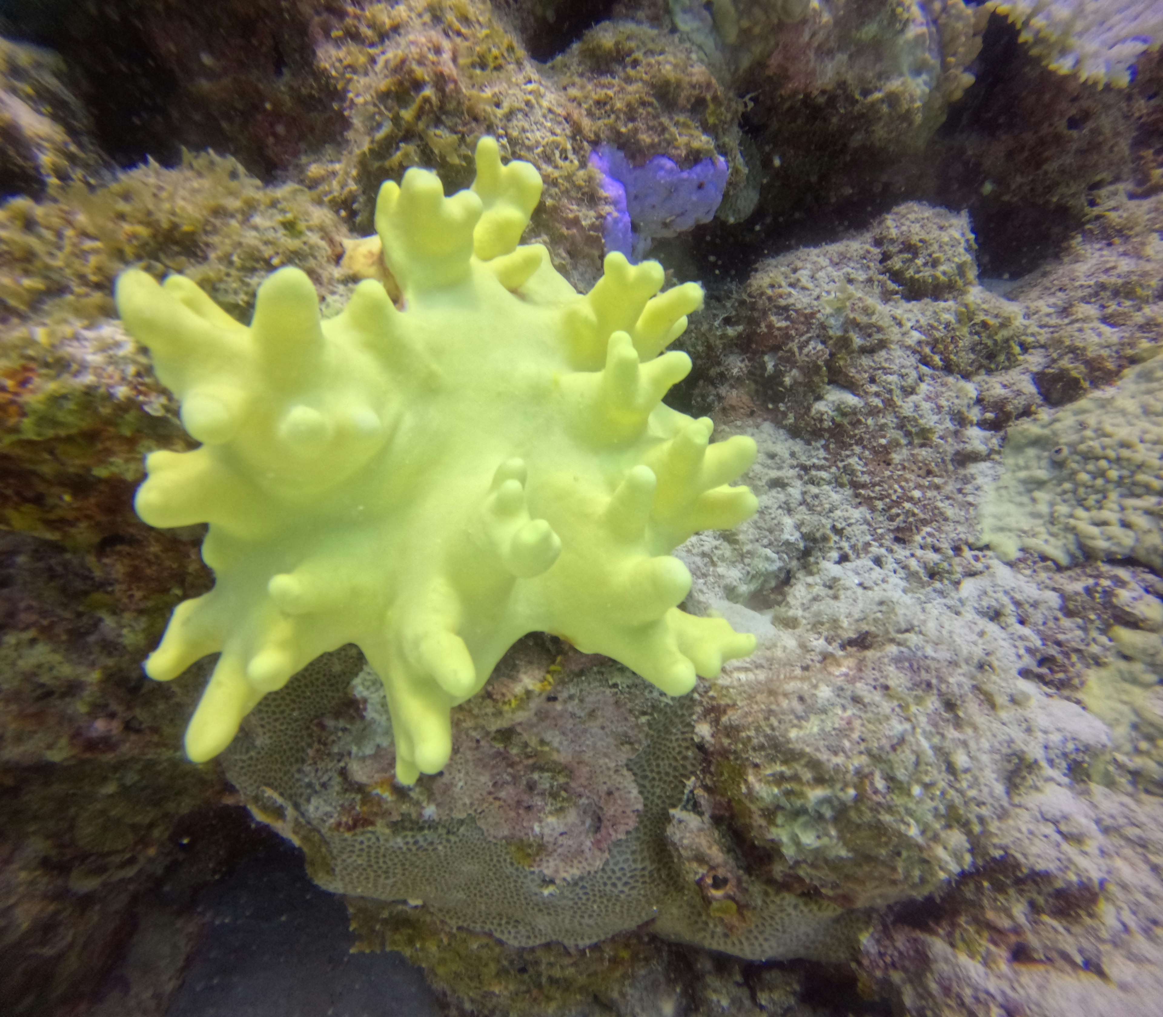 Coral amarillo brillante creciendo sobre rocas submarinas