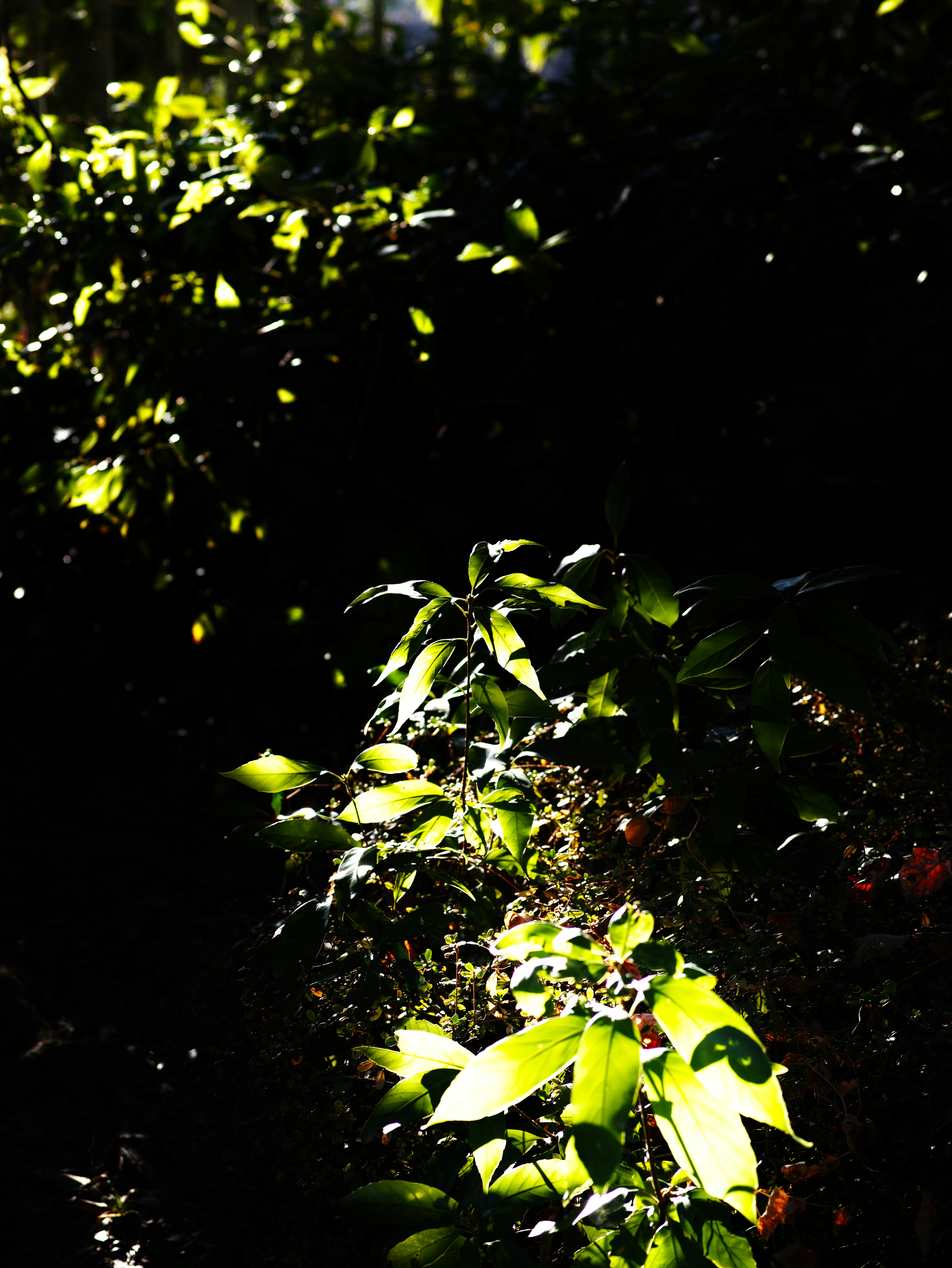 A photo of green leaves illuminated by light against a dark background