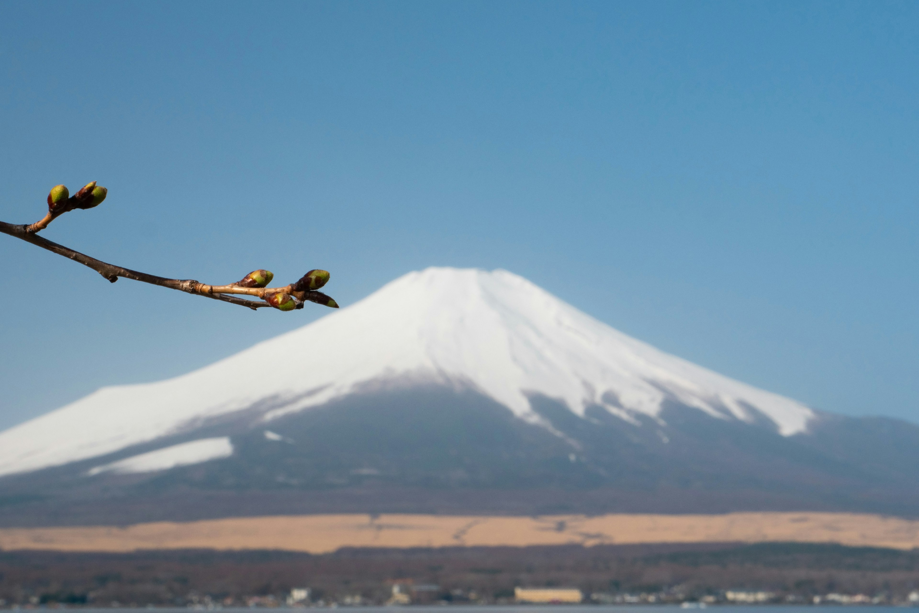 美しい富士山の雪に覆われた山頂と近くの芽吹いた枝