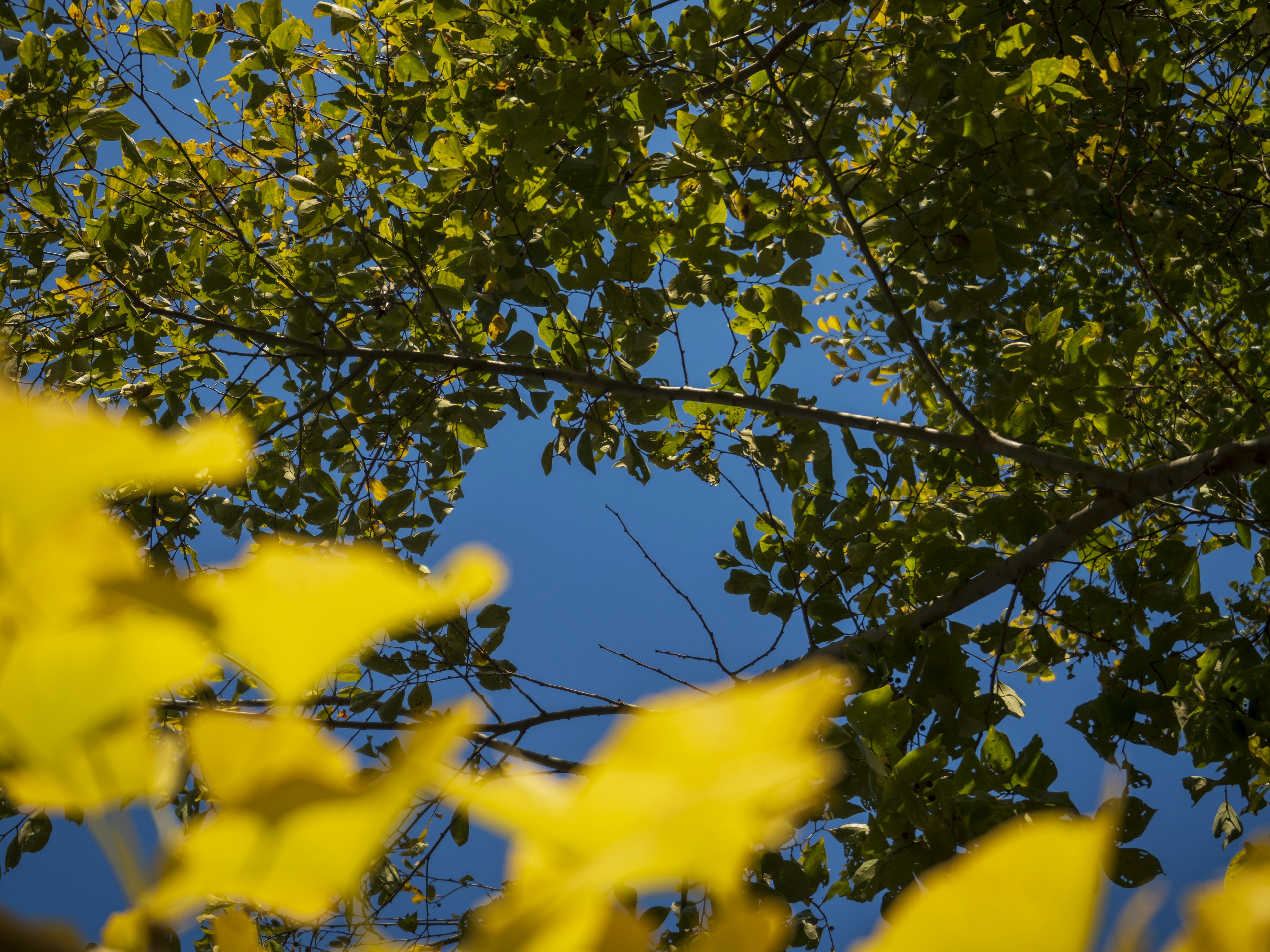 Blick auf gelbe Blätter vor blauem Himmel mit Bäumen