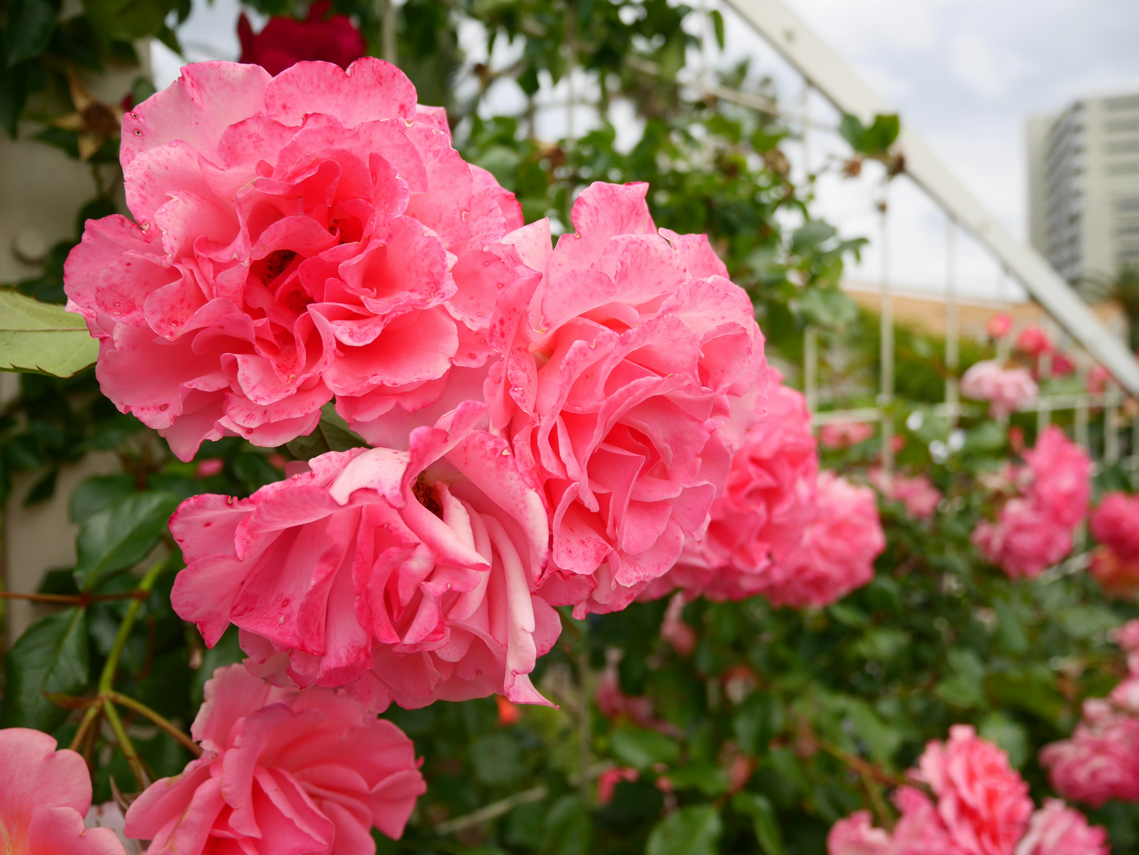 Vibrant pink roses blooming on a green vine