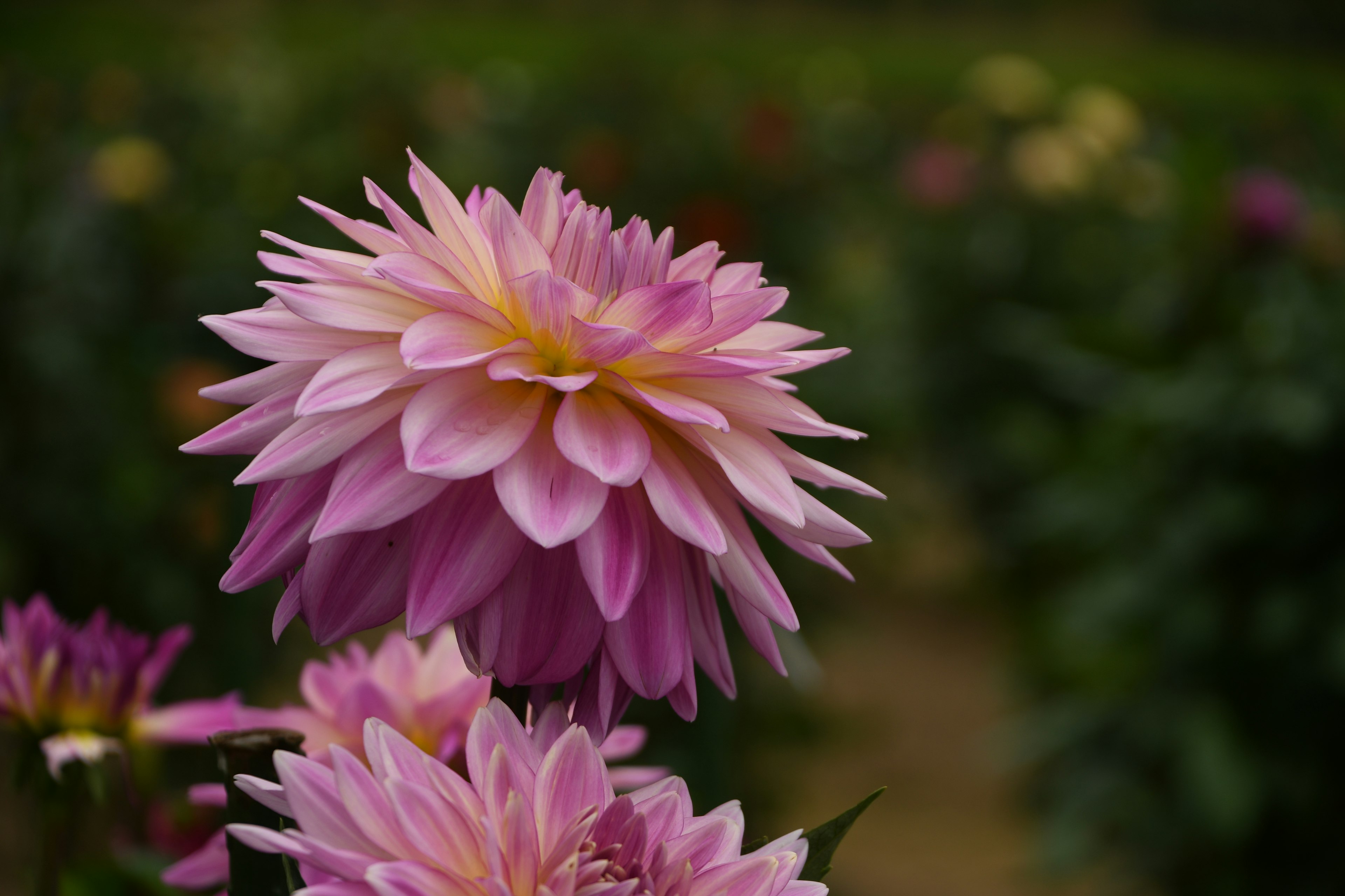 美しいピンクのダリアの花が咲いている