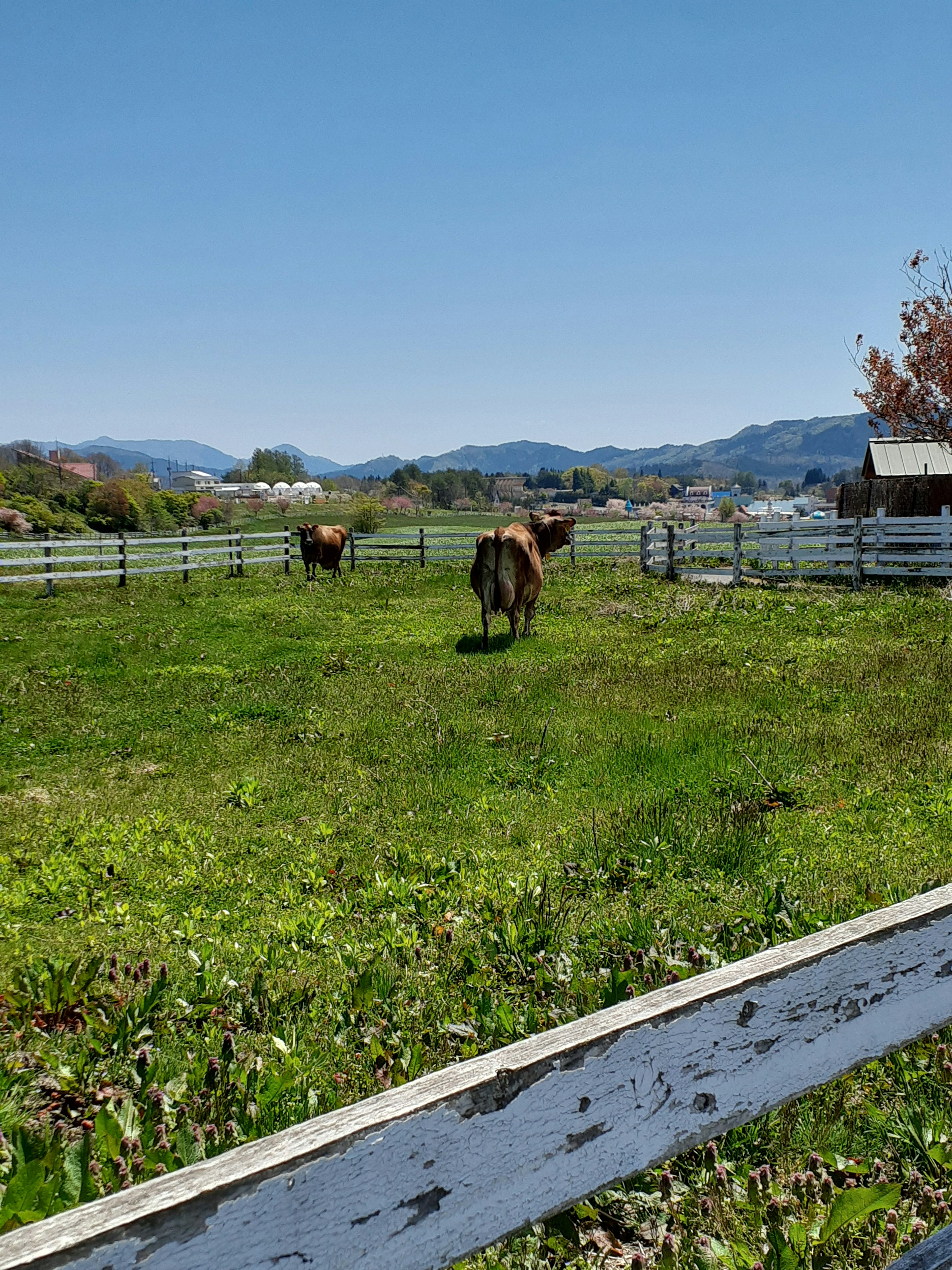 Vacas pastando en un prado verde bajo un cielo azul claro