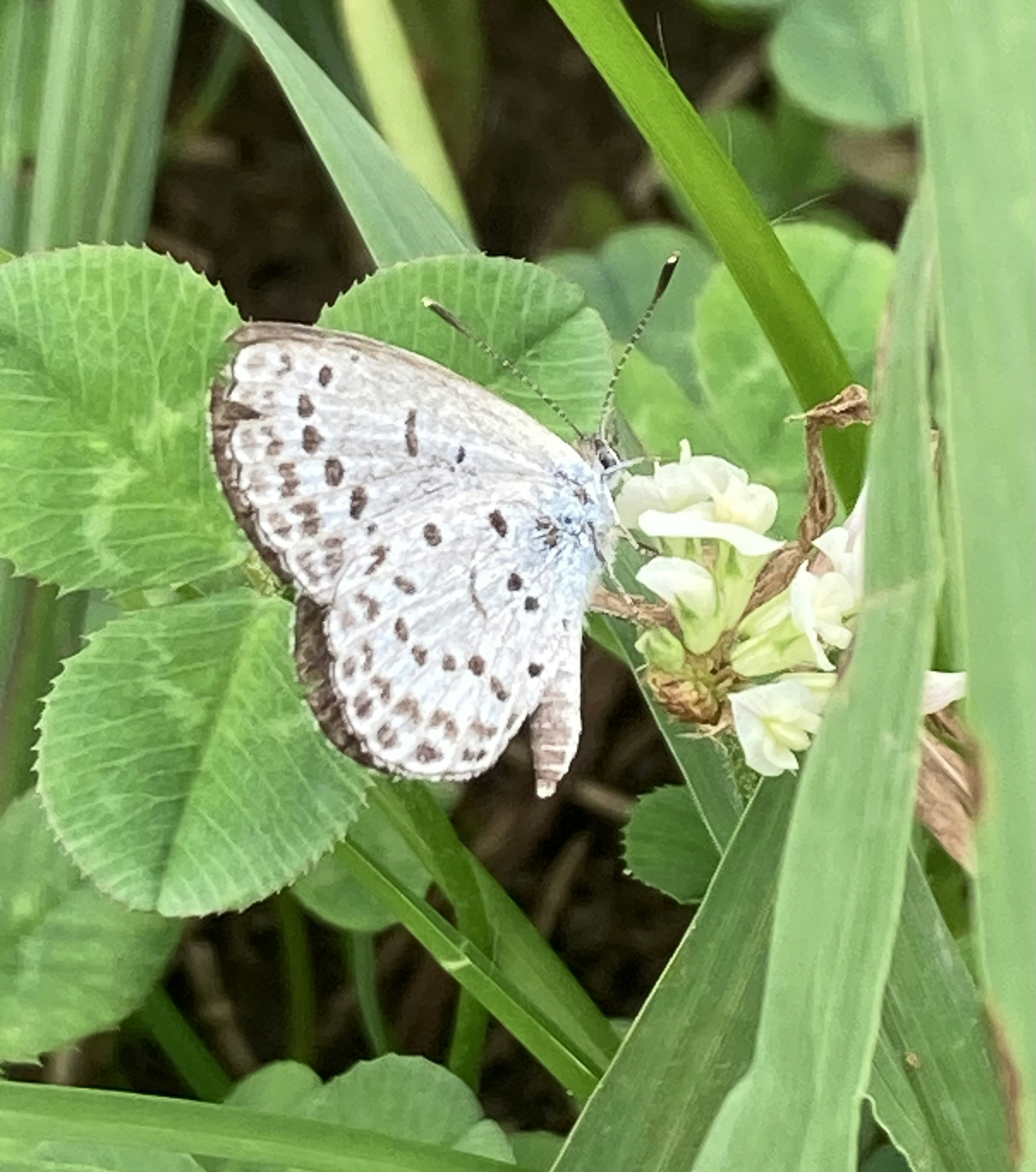 Ein weißer Schmetterling sitzt auf Kleeblättern