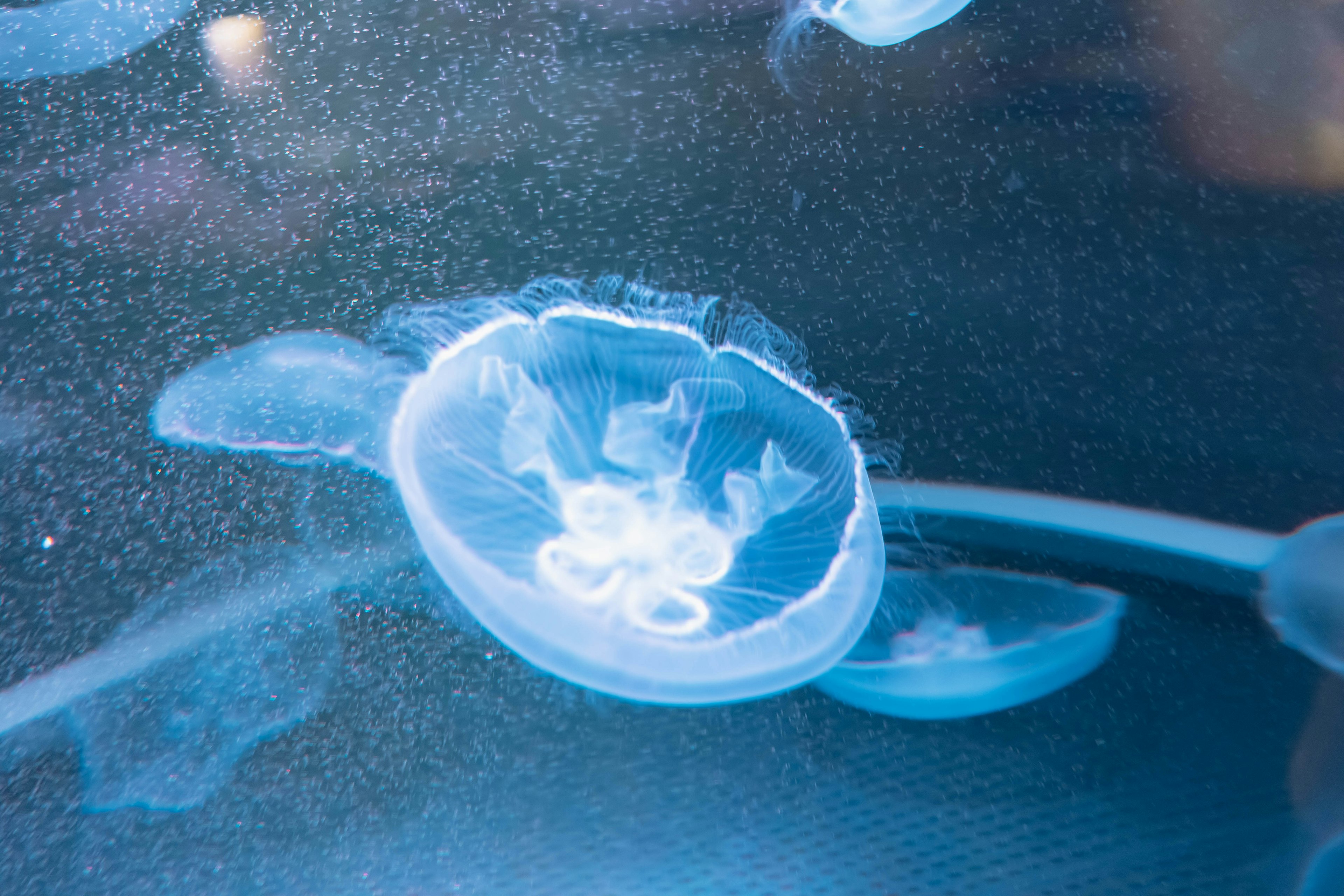 A translucent jellyfish floating in blue water