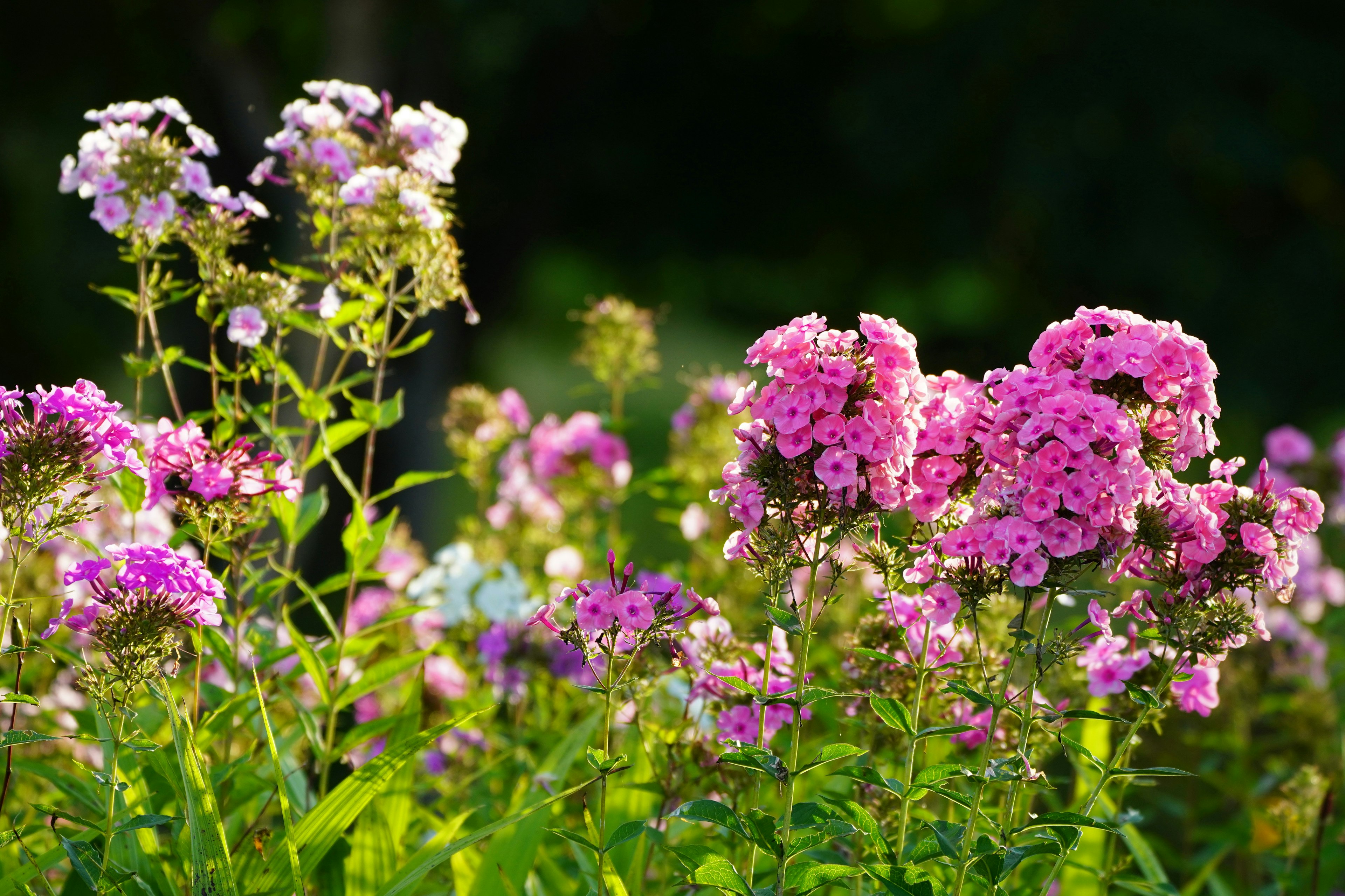 Scène de jardin vibrante avec des fleurs roses et violettes en fleurs