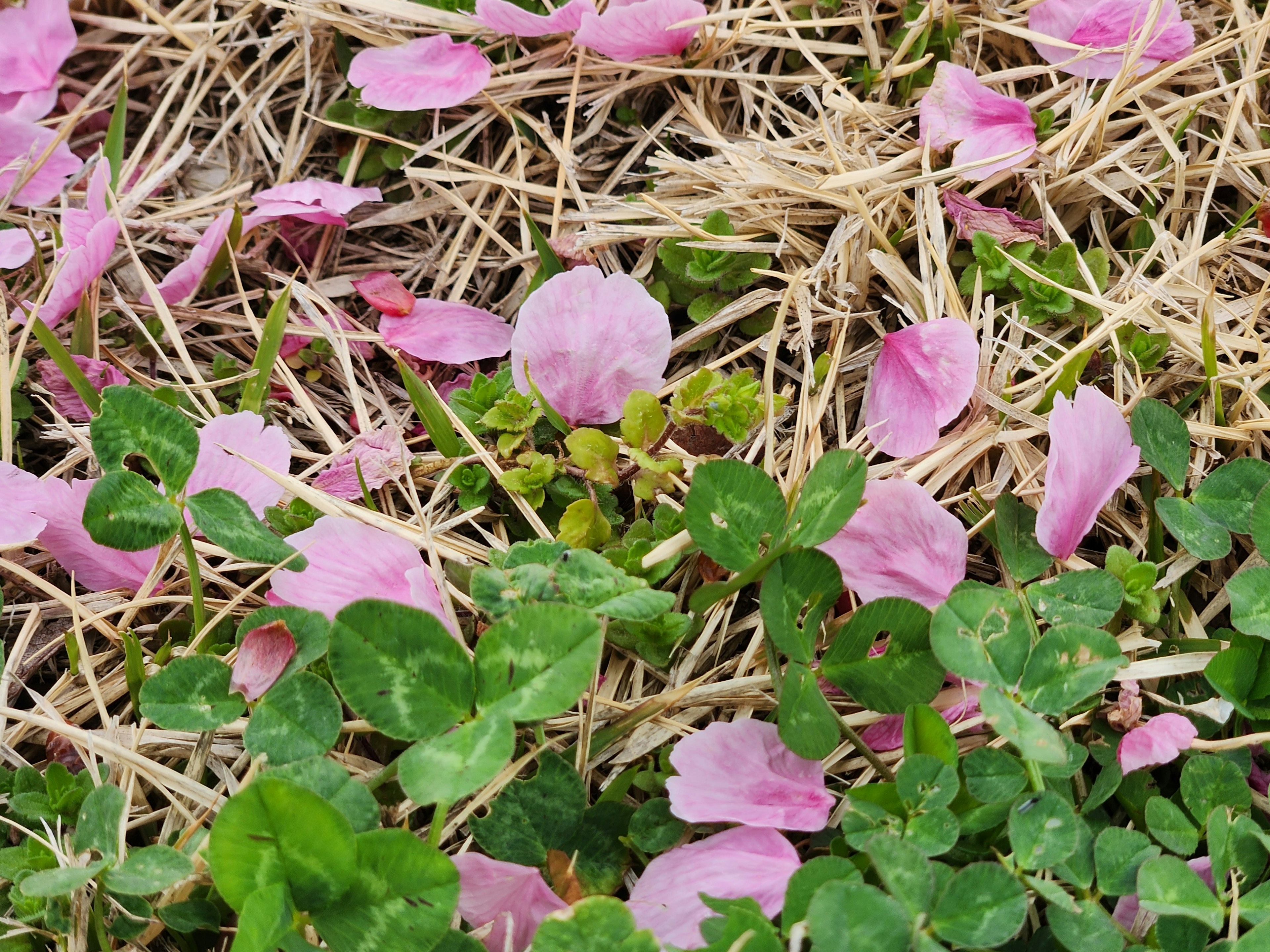 Pétales roses éparpillés sur de l'herbe verte