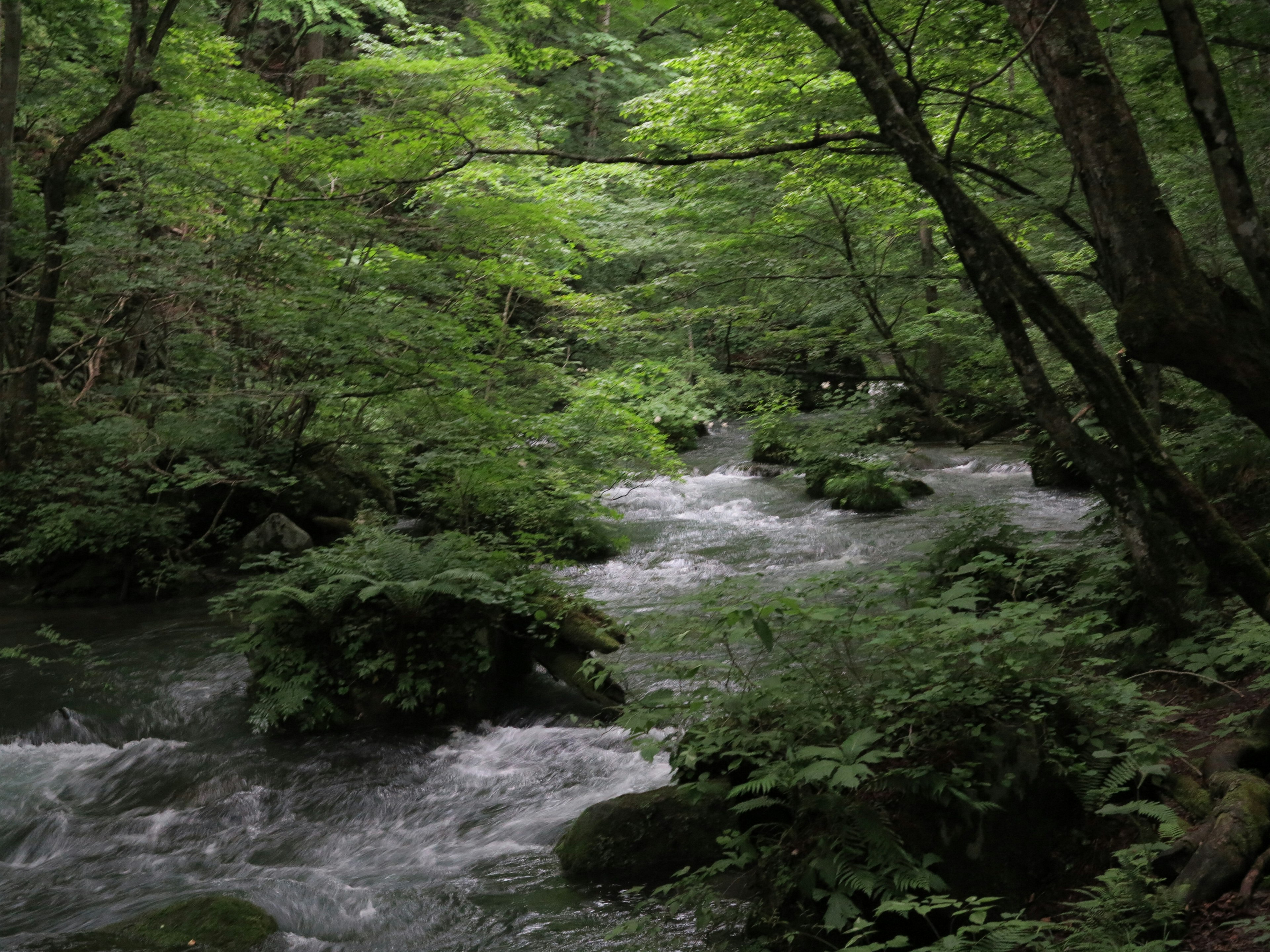 Una scena di fiume verdeggiante circondata da alberi