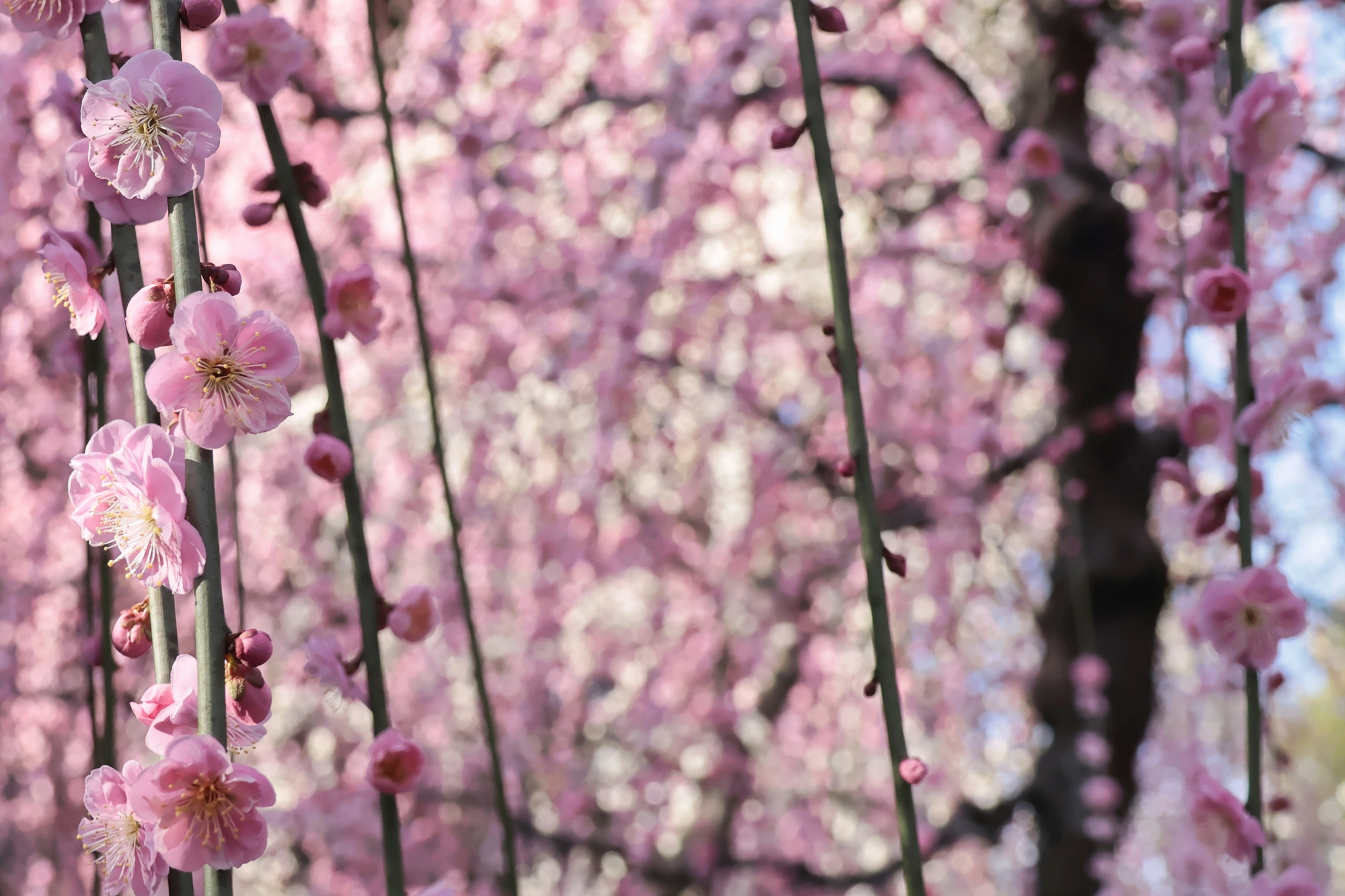 ภาพทิวทัศน์ที่สวยงามของกิ่งก้านที่มีดอกไม้สีชมพูห้อยลงมา