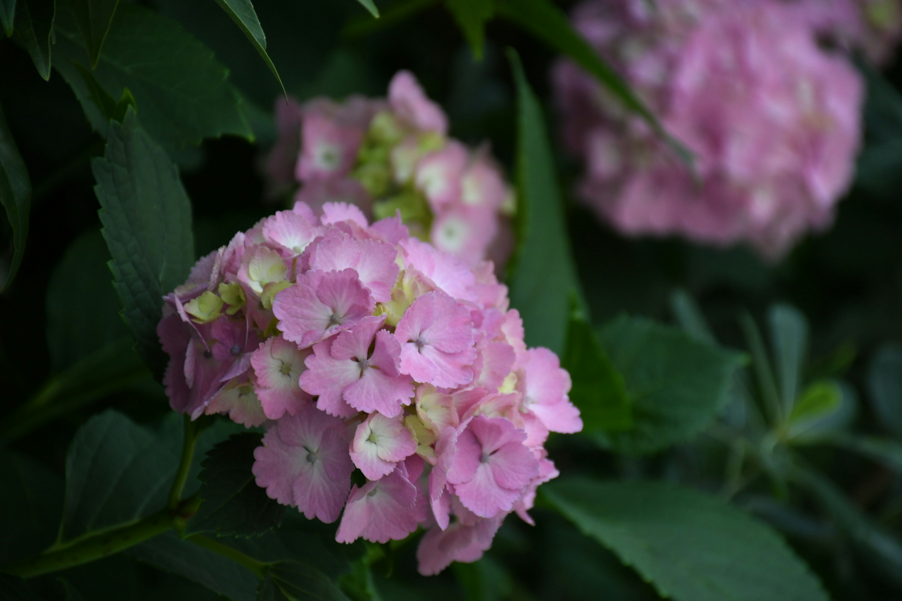 Blassrosa Hortensienblüten blühen zwischen grünen Blättern