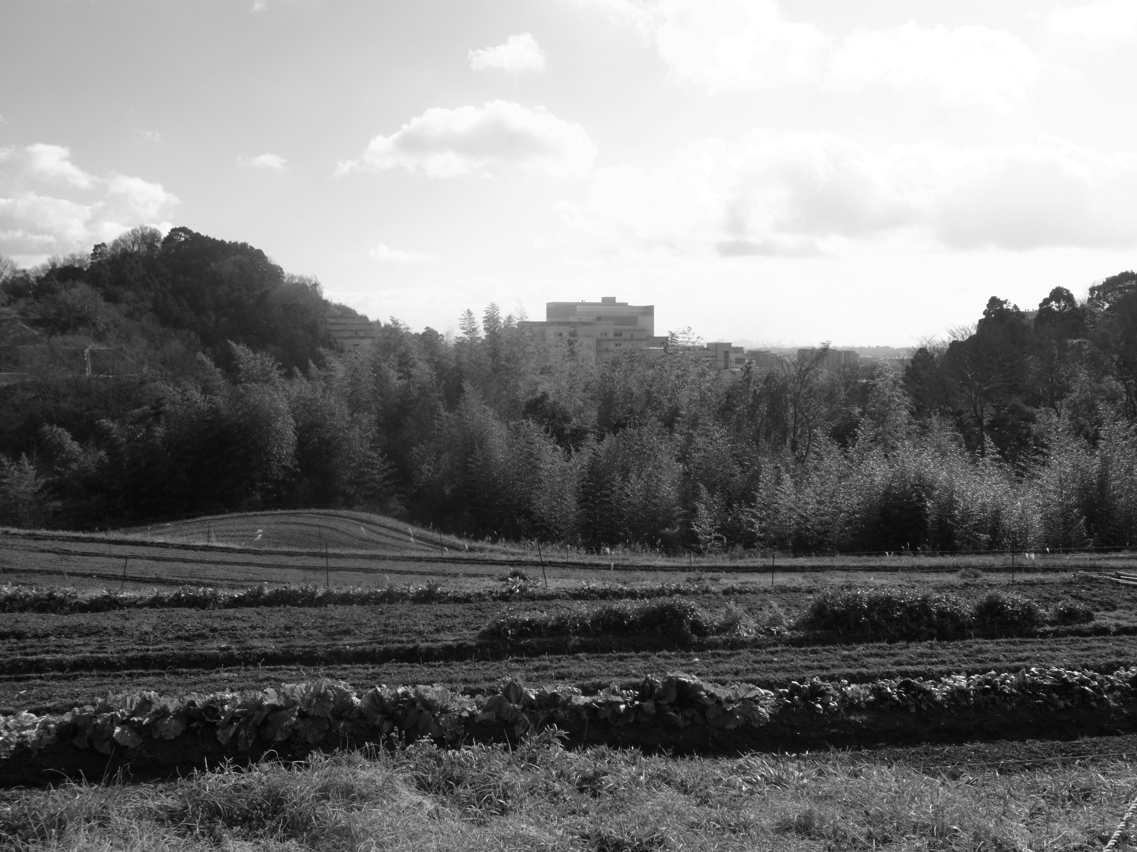 Foto di paesaggio in bianco e nero con edifici e colline in lontananza