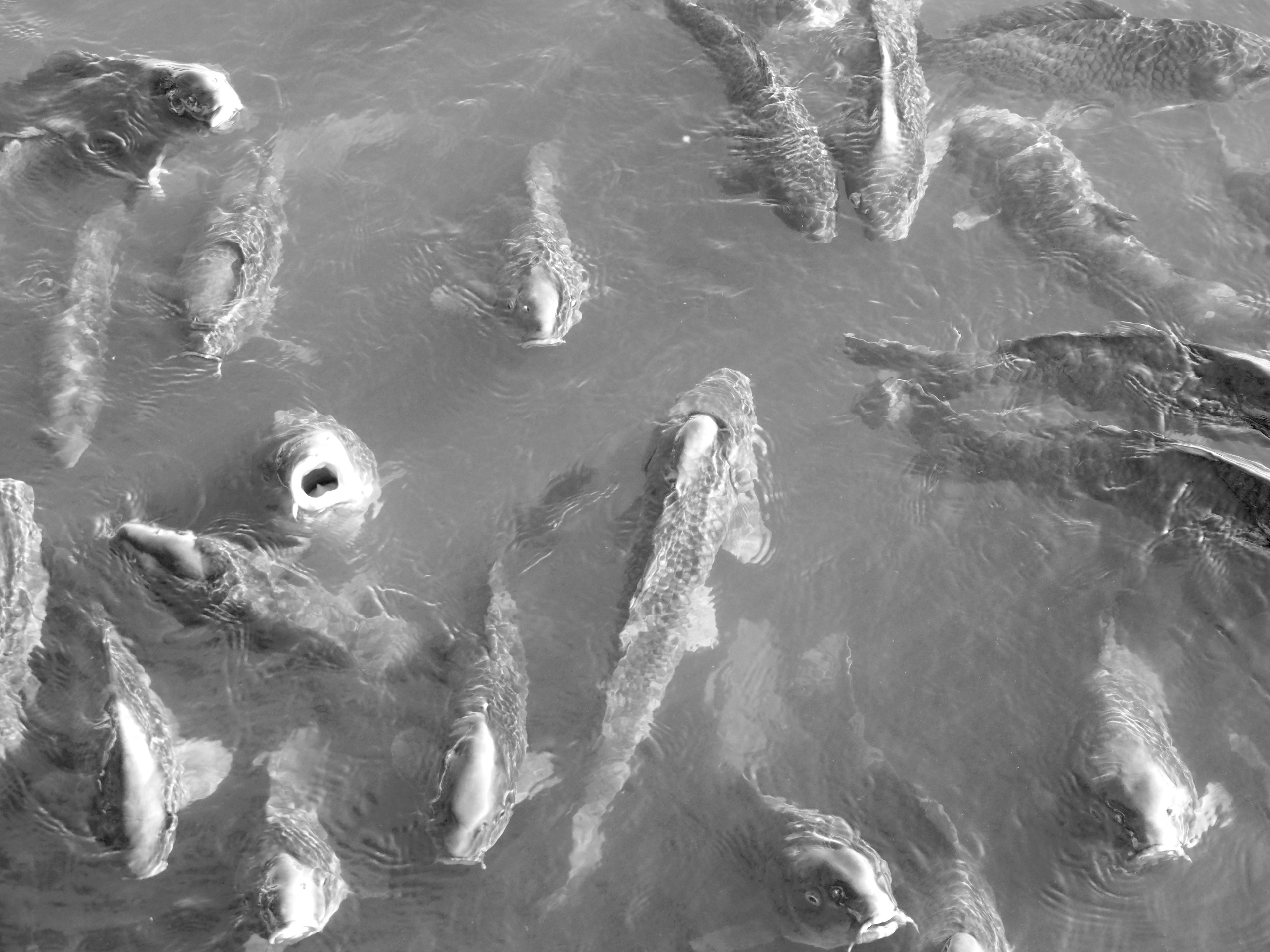 Black and white image of koi fish swimming in water