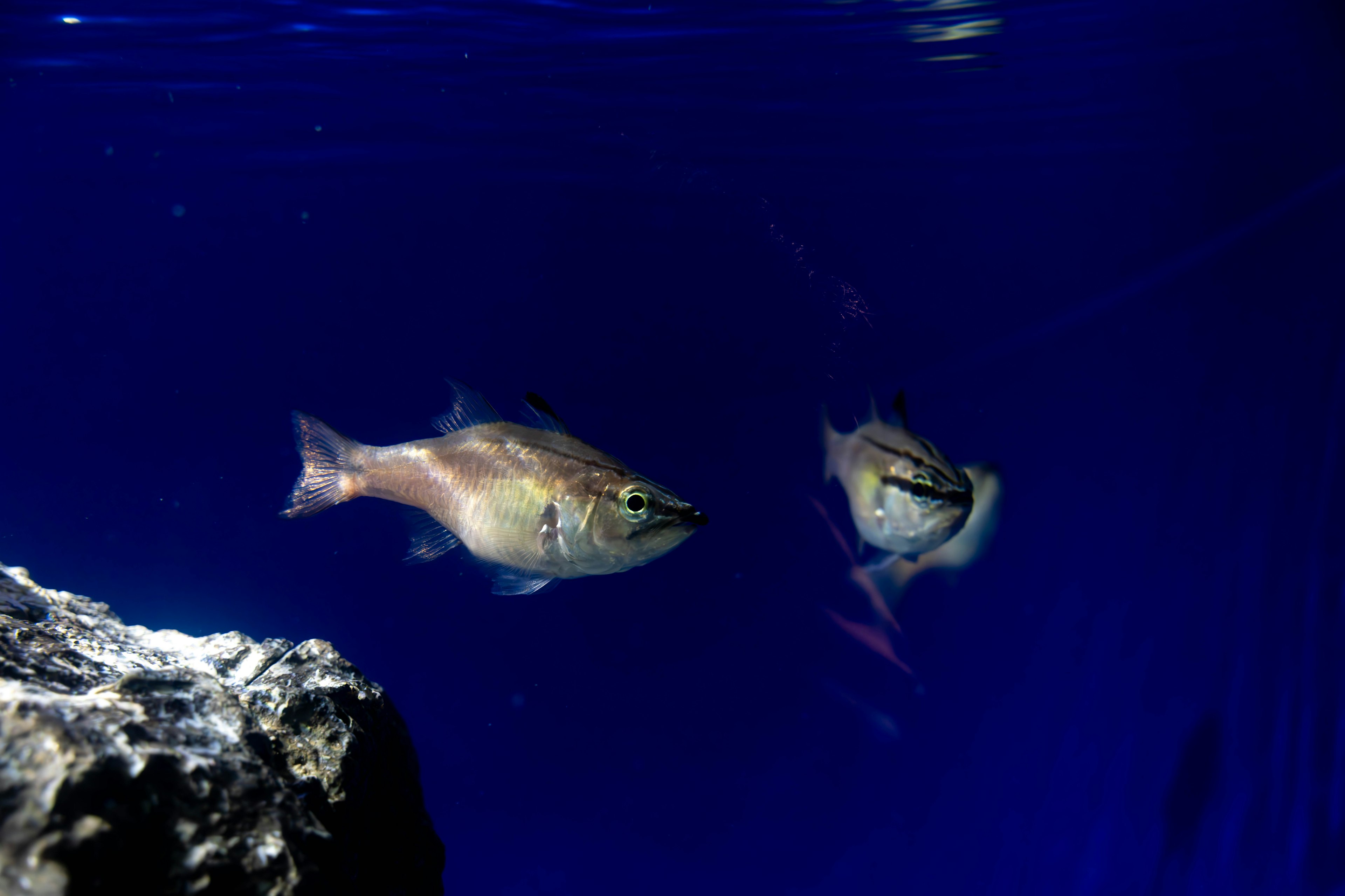 Pesci che nuotano in acqua blu con una roccia