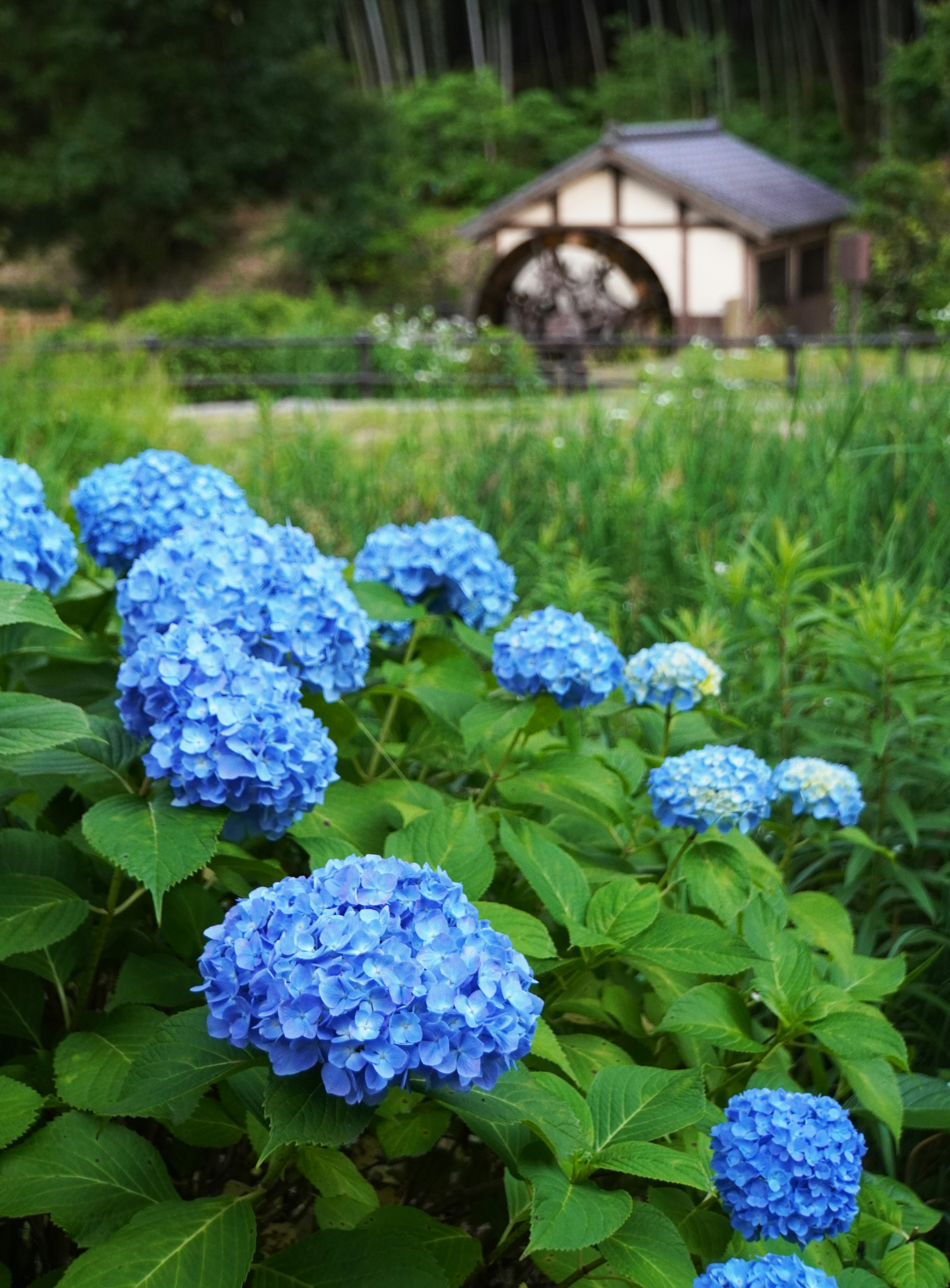 Blaue Hortensienblüten mit einer Wassermühle im Hintergrund