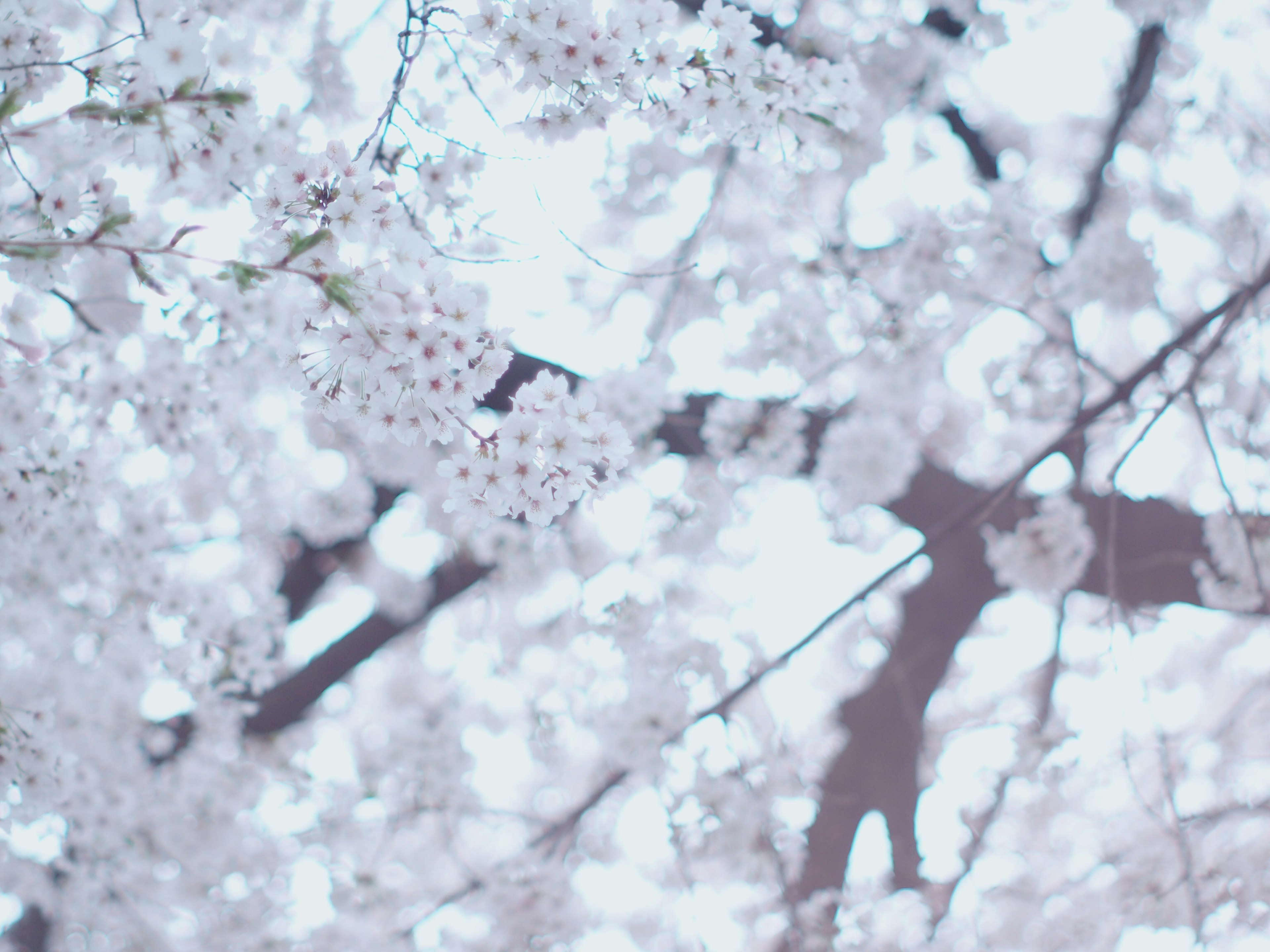 桜の花が満開の枝が優雅に広がる風景