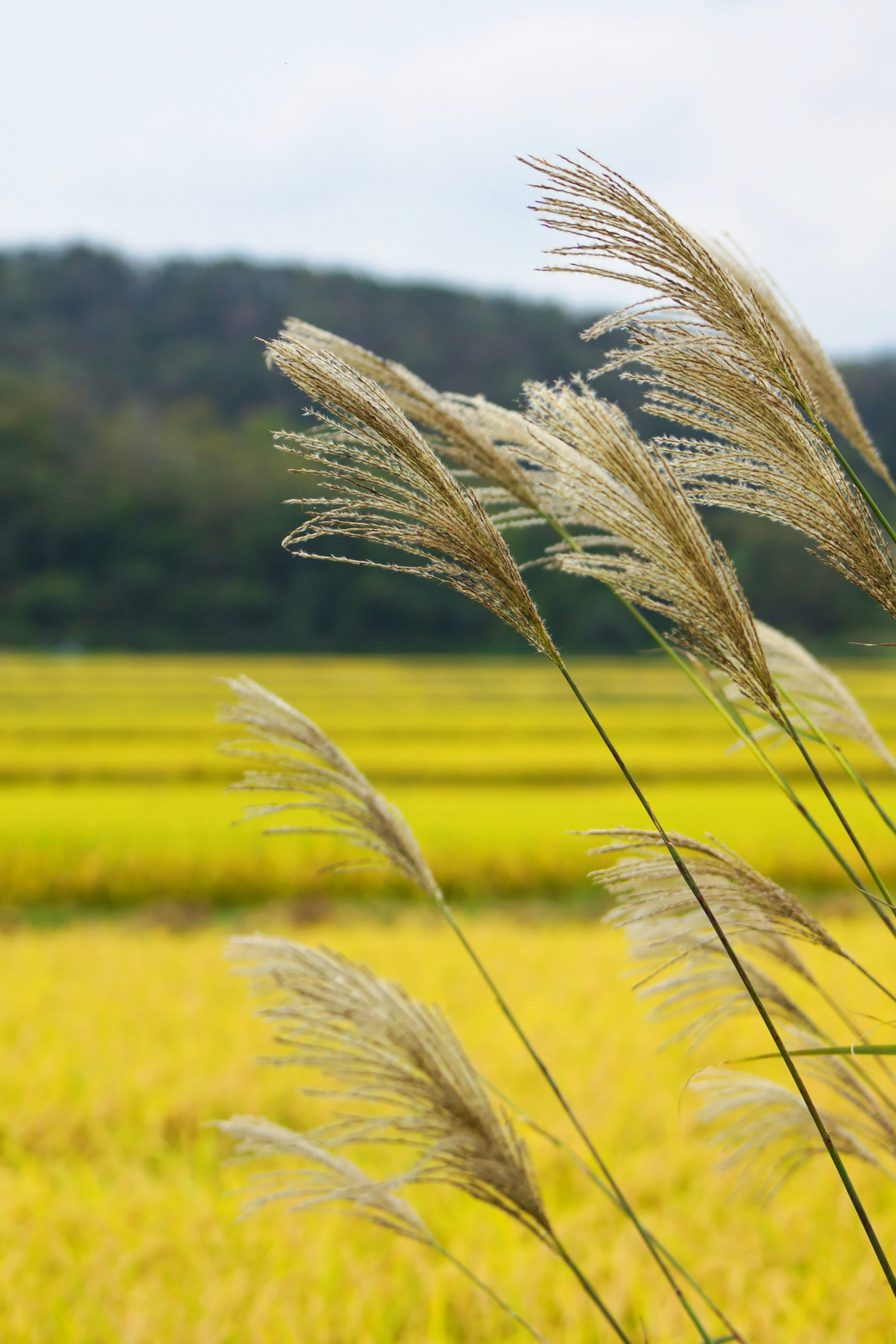 ทุ่งข้าวสีทองกับหญ้าที่สั่นไหวในพื้นหน้าและภูเขาสีเขียวในพื้นหลัง