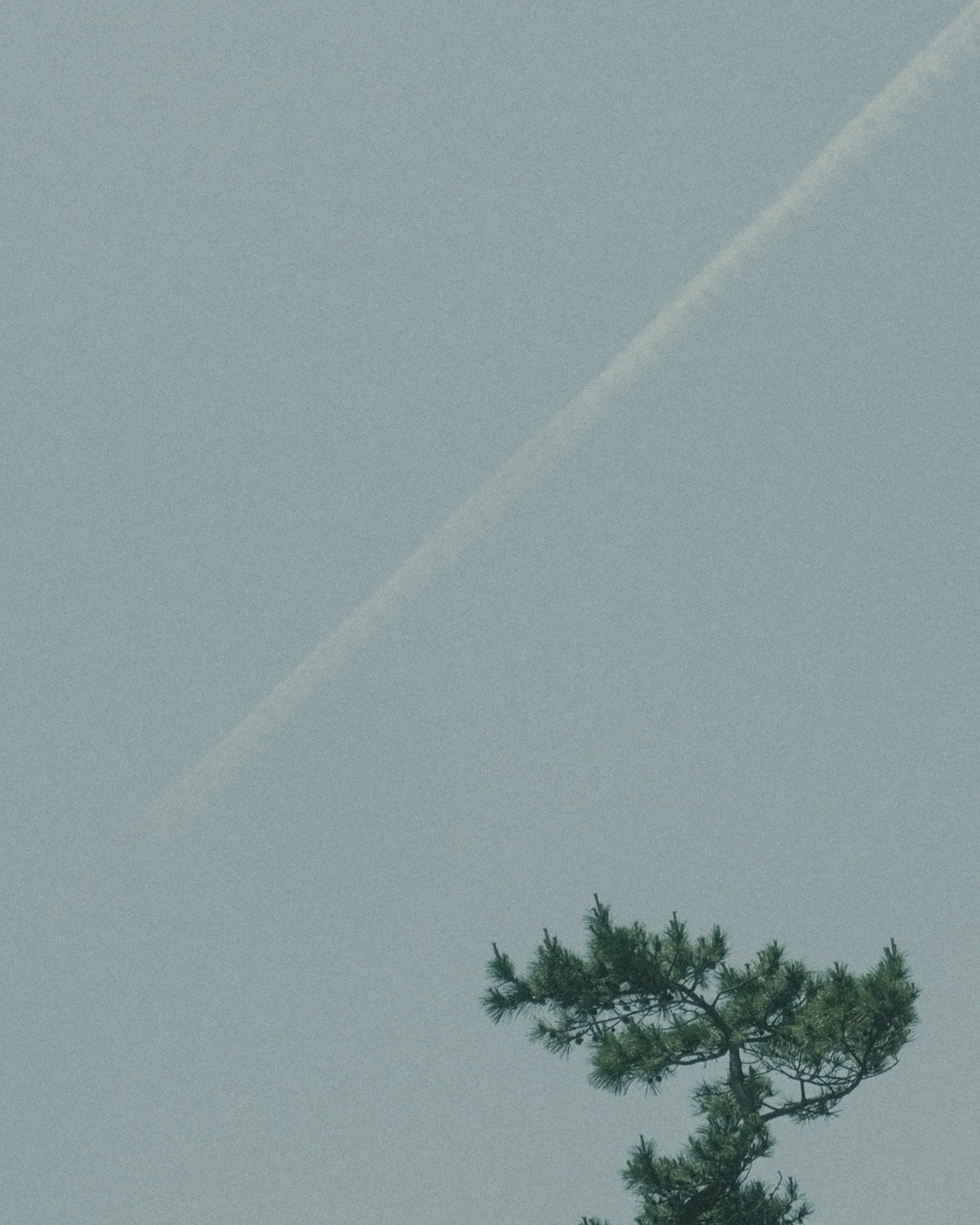 青空に描かれた飛行機雲と緑の木のシルエット