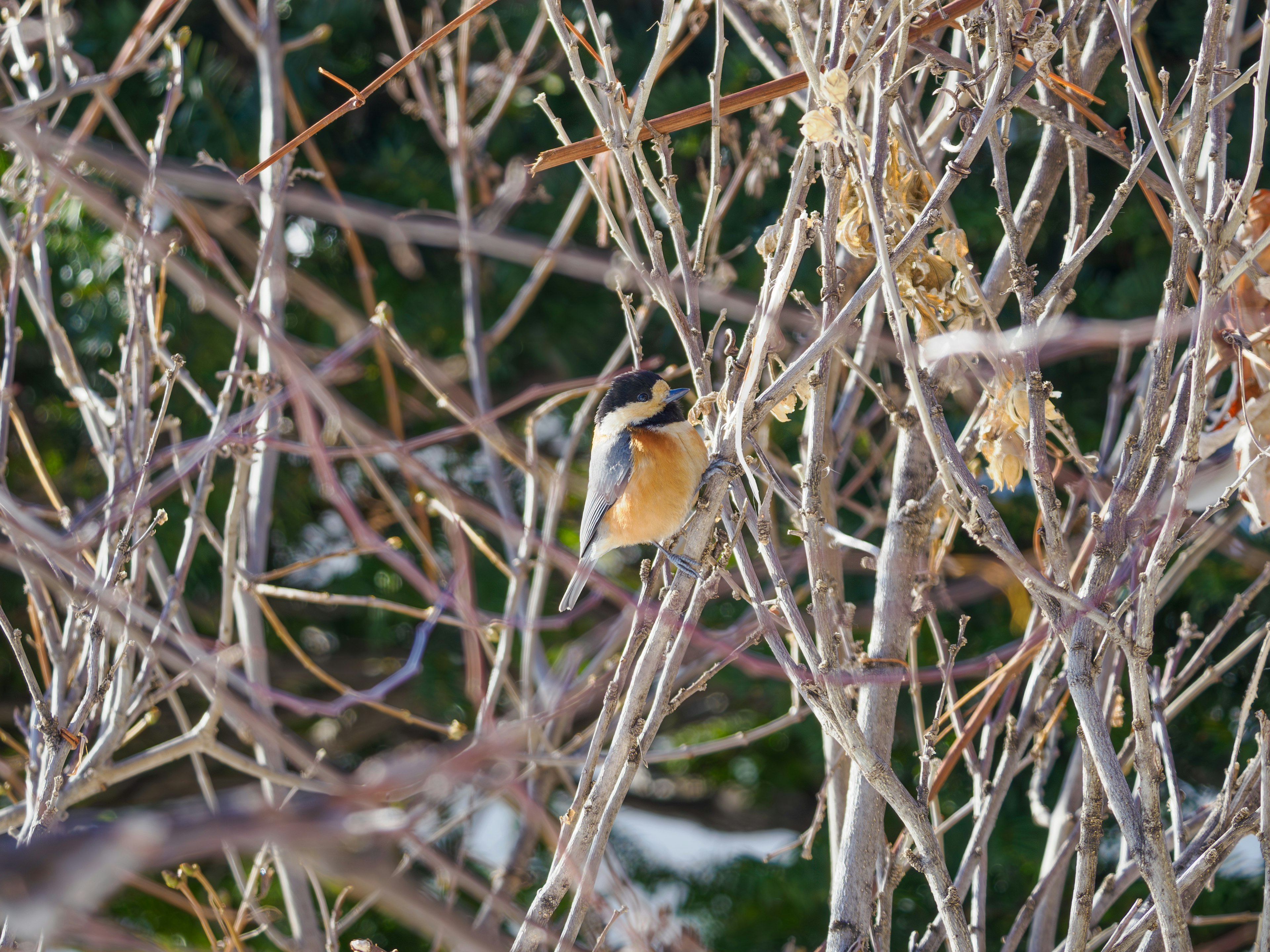 Ein kleiner Vogel sitzt auf winterlichen Ästen