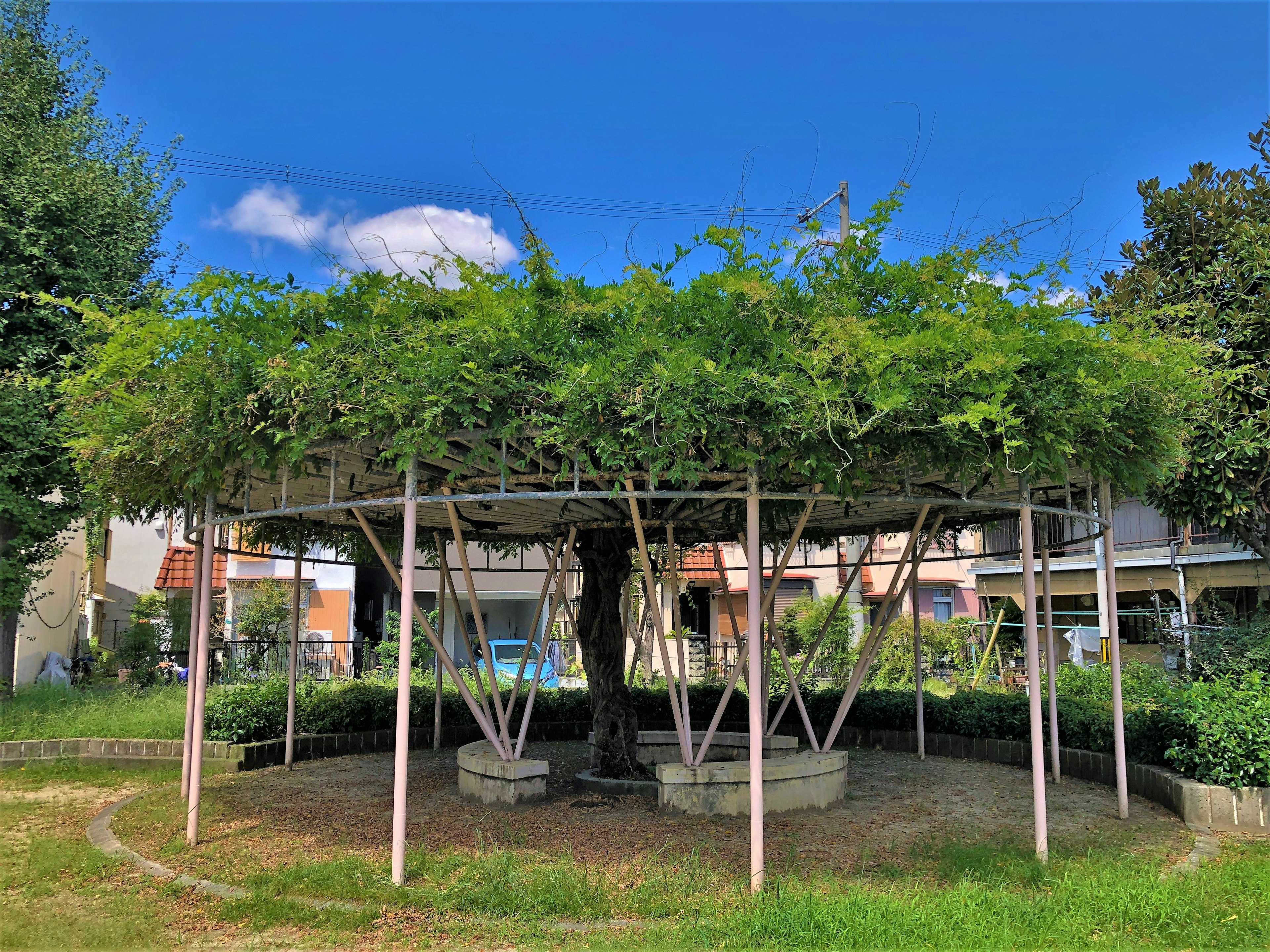 Circular structure in a park with a large tree covered by a green canopy